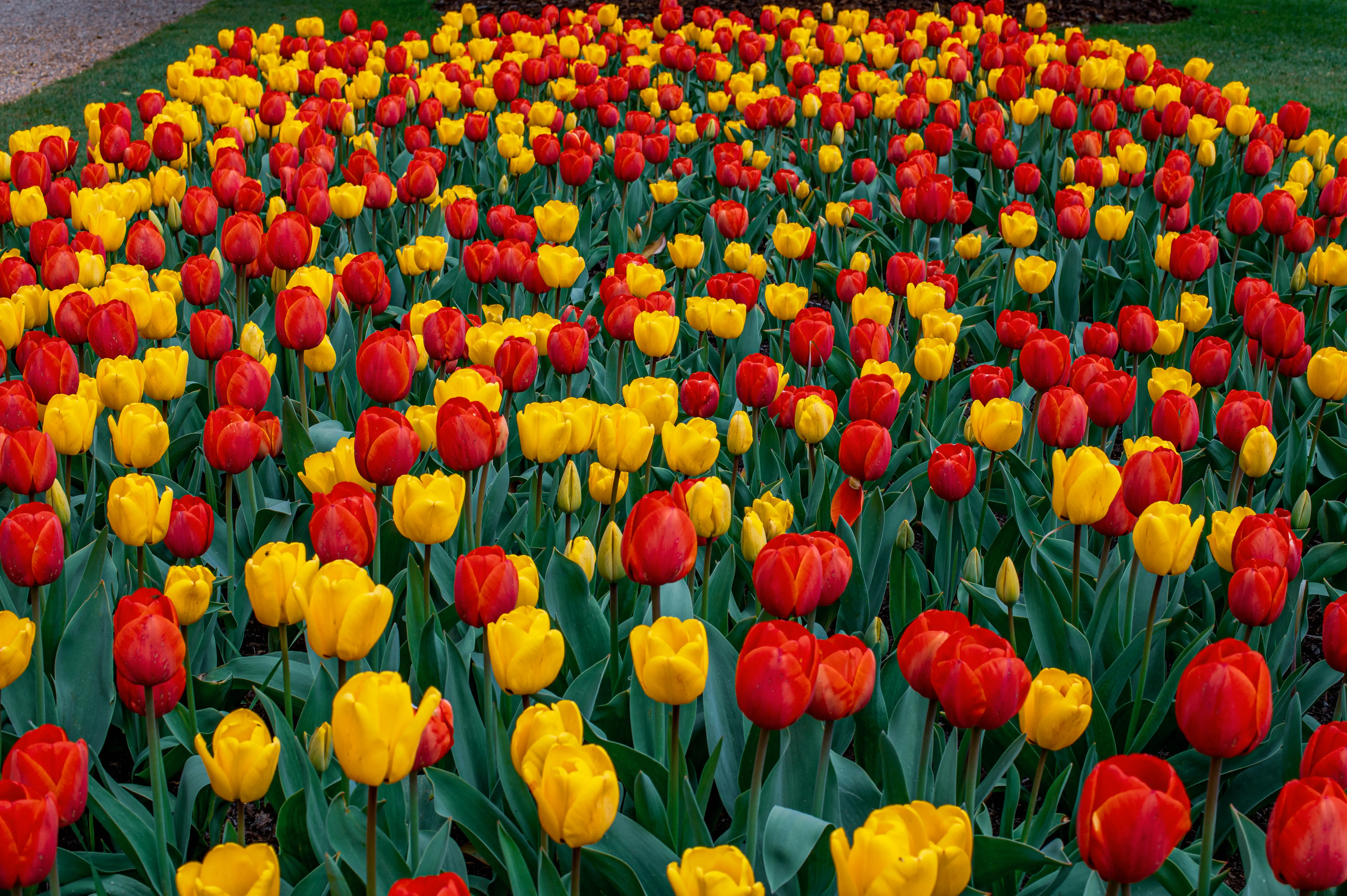 Dense bed of red and yellow tulips in full bloom with green foliage.