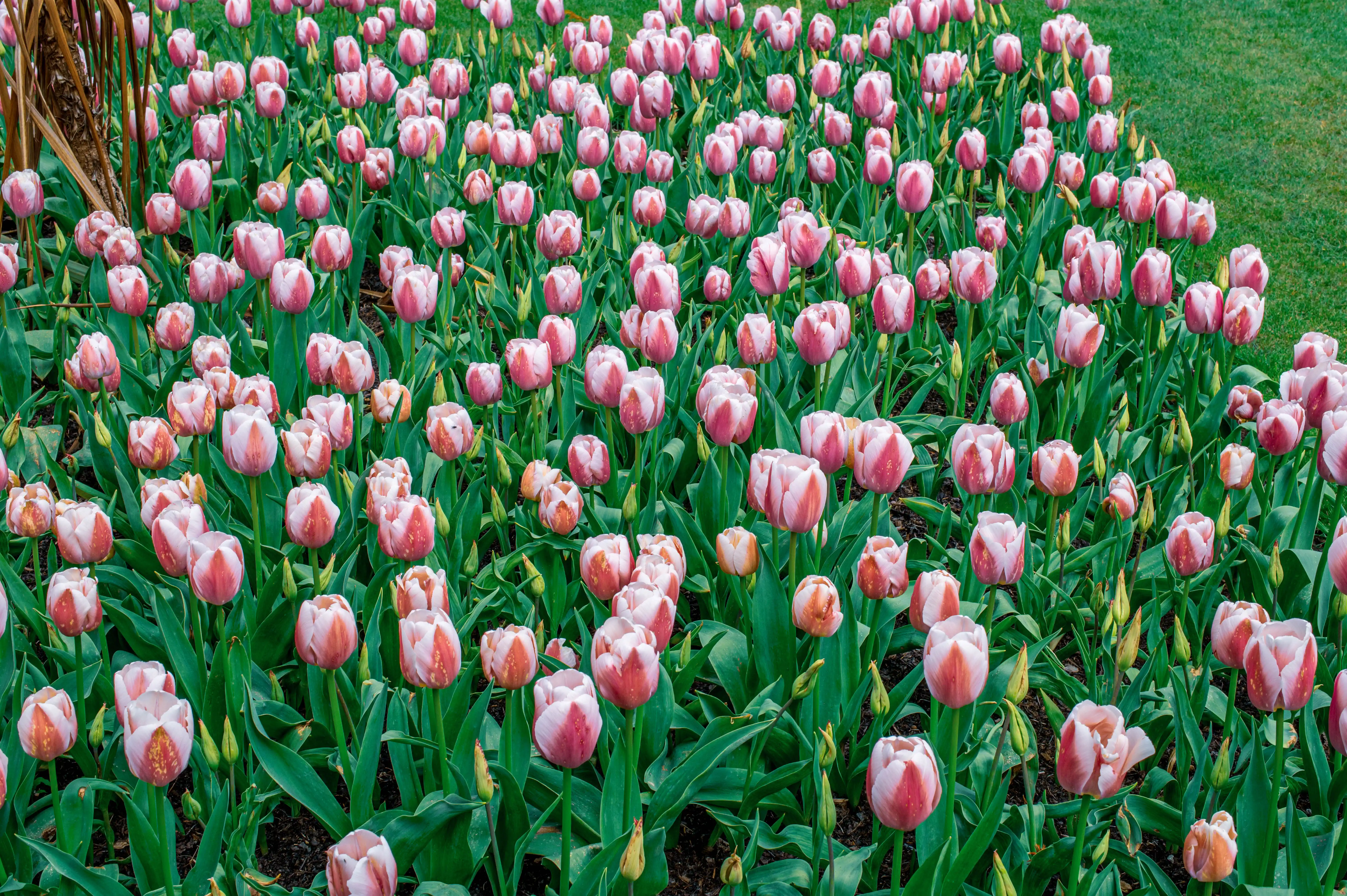 A dense bed of pink tulips with white petal edges in full bloom, bordered by grass.