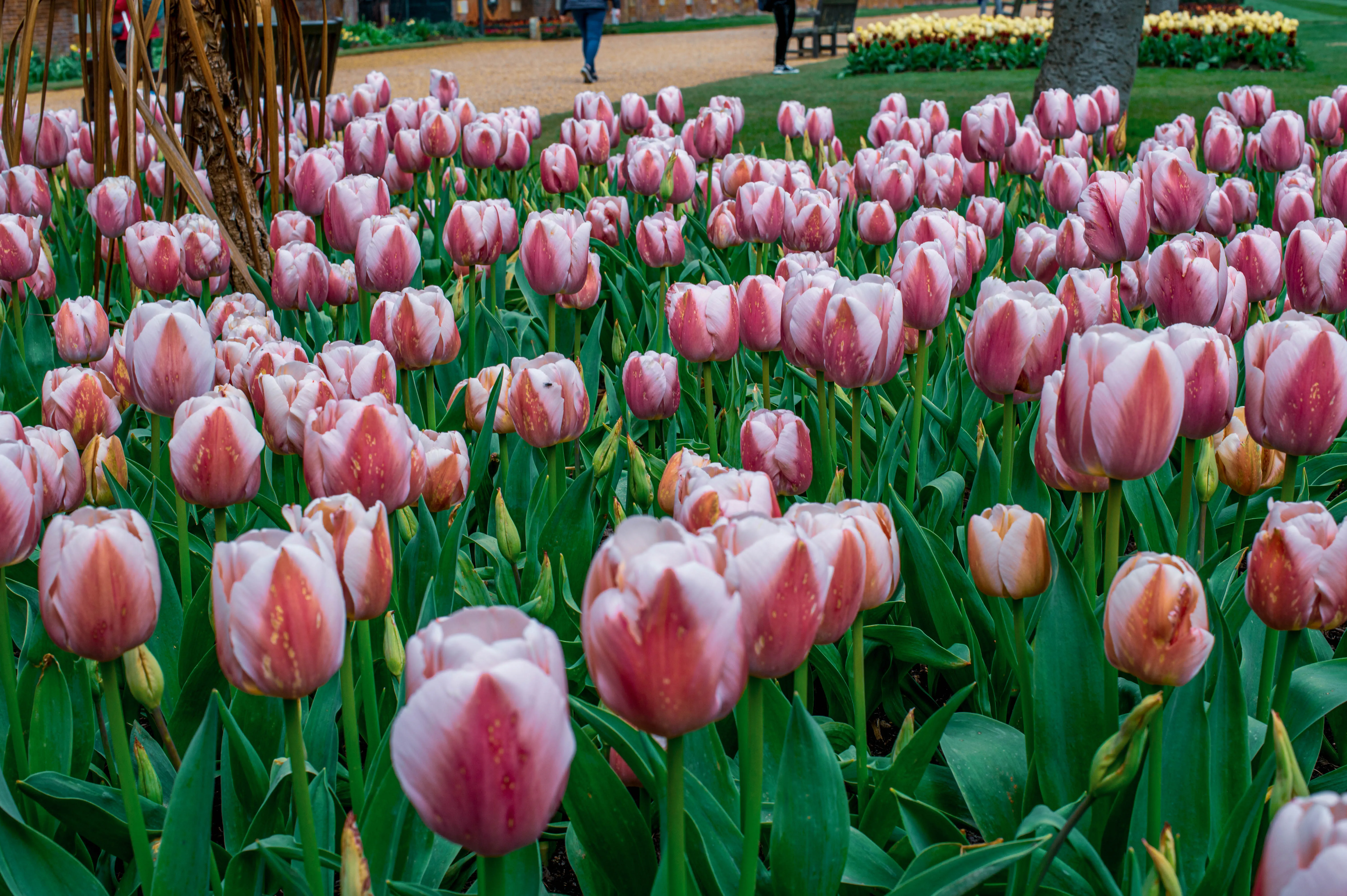 A dense bed of pink tulips in full bloom in a park, with people walking on a nearby path and yellow tulips in the background.