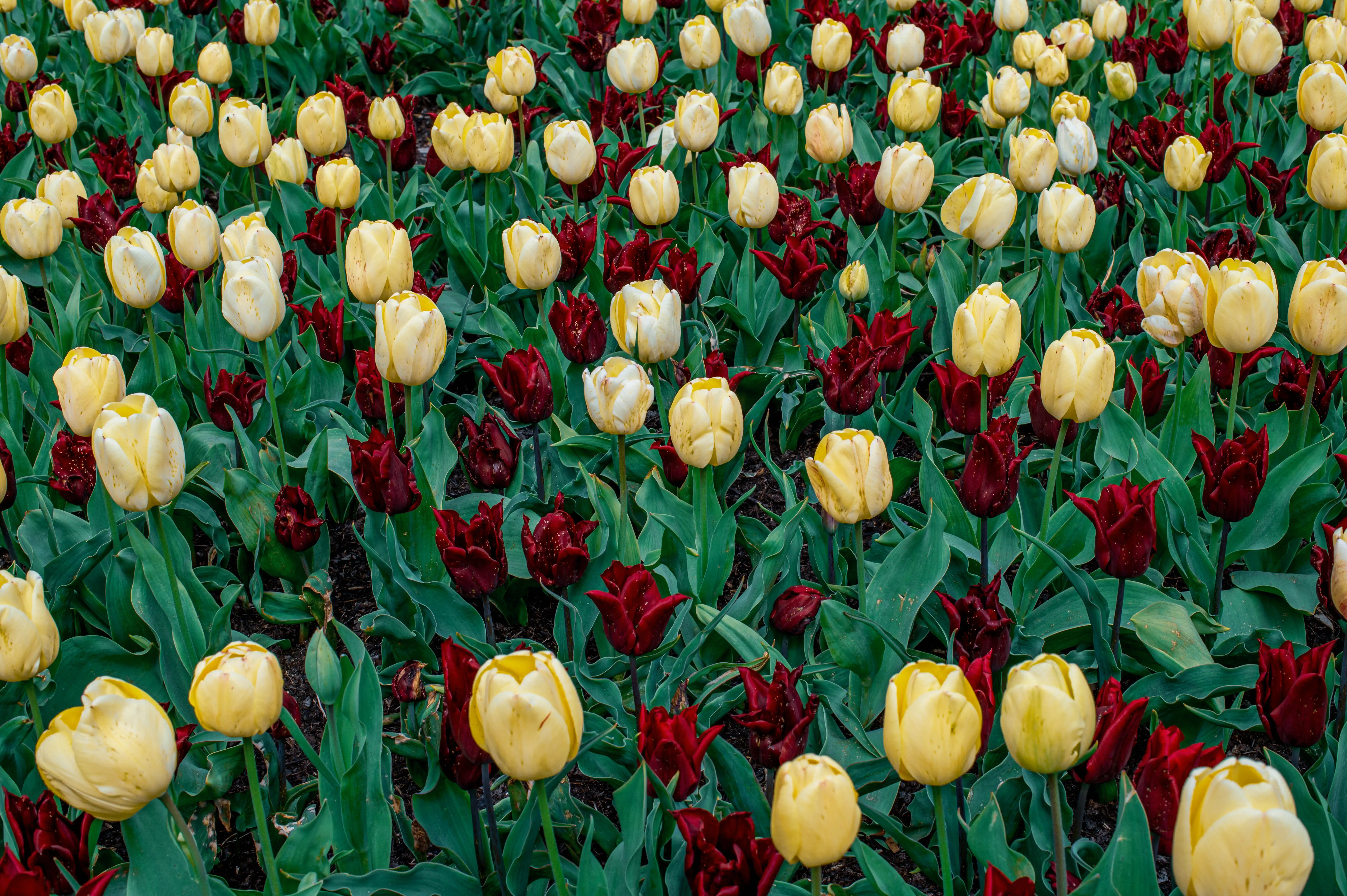 A close-up, overhead view of a dense bed of blooming tulips, featuring a mix of pale cream and dark burgundy varieties.