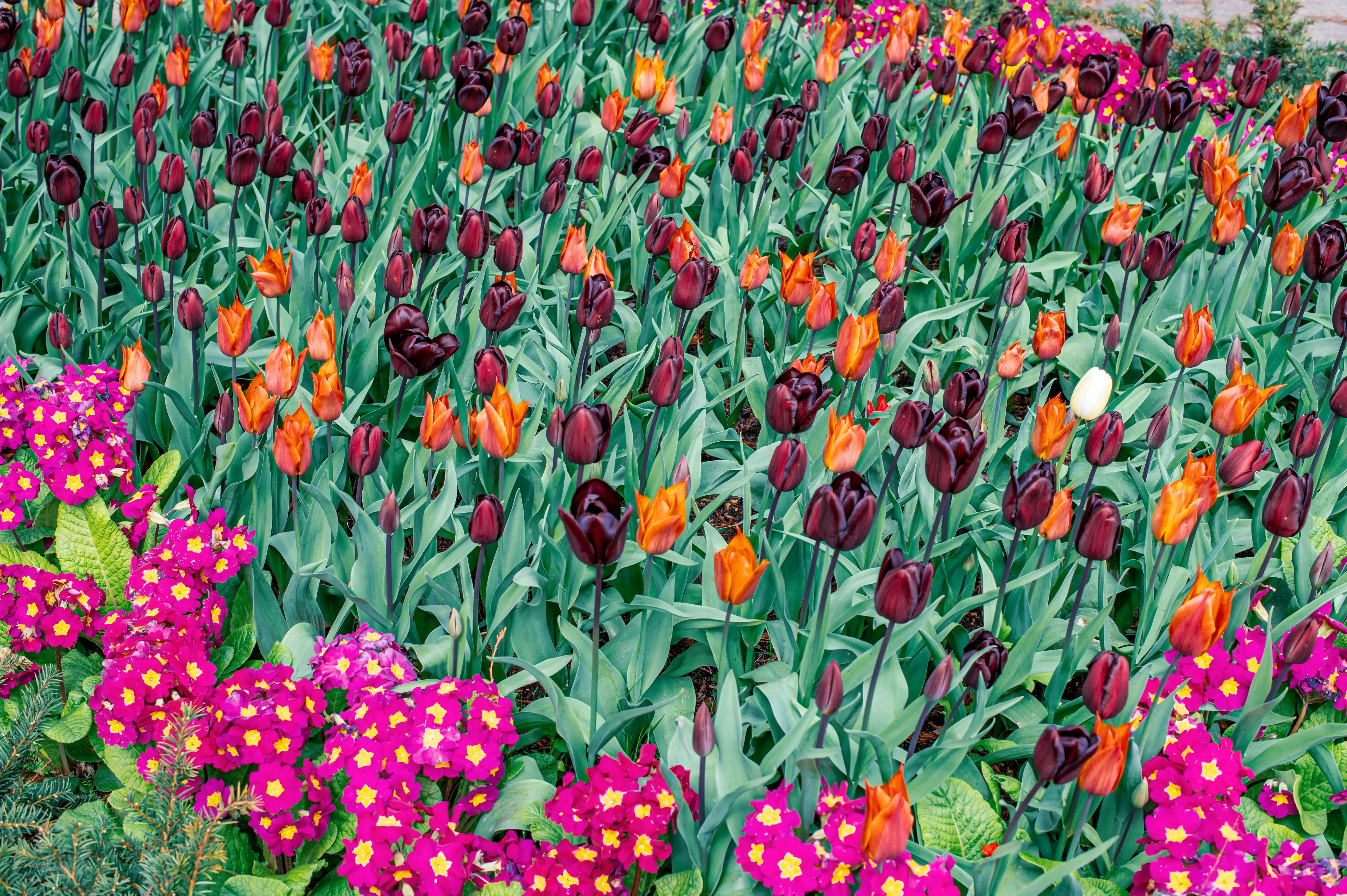 A close-up, high-angle view of a dense planting of dark purple and bright orange tulips, their cup-shaped blooms contrasting with the lush green foliage. In the foreground, a border of vibrant pink primroses adds a splash of contrasting colour.