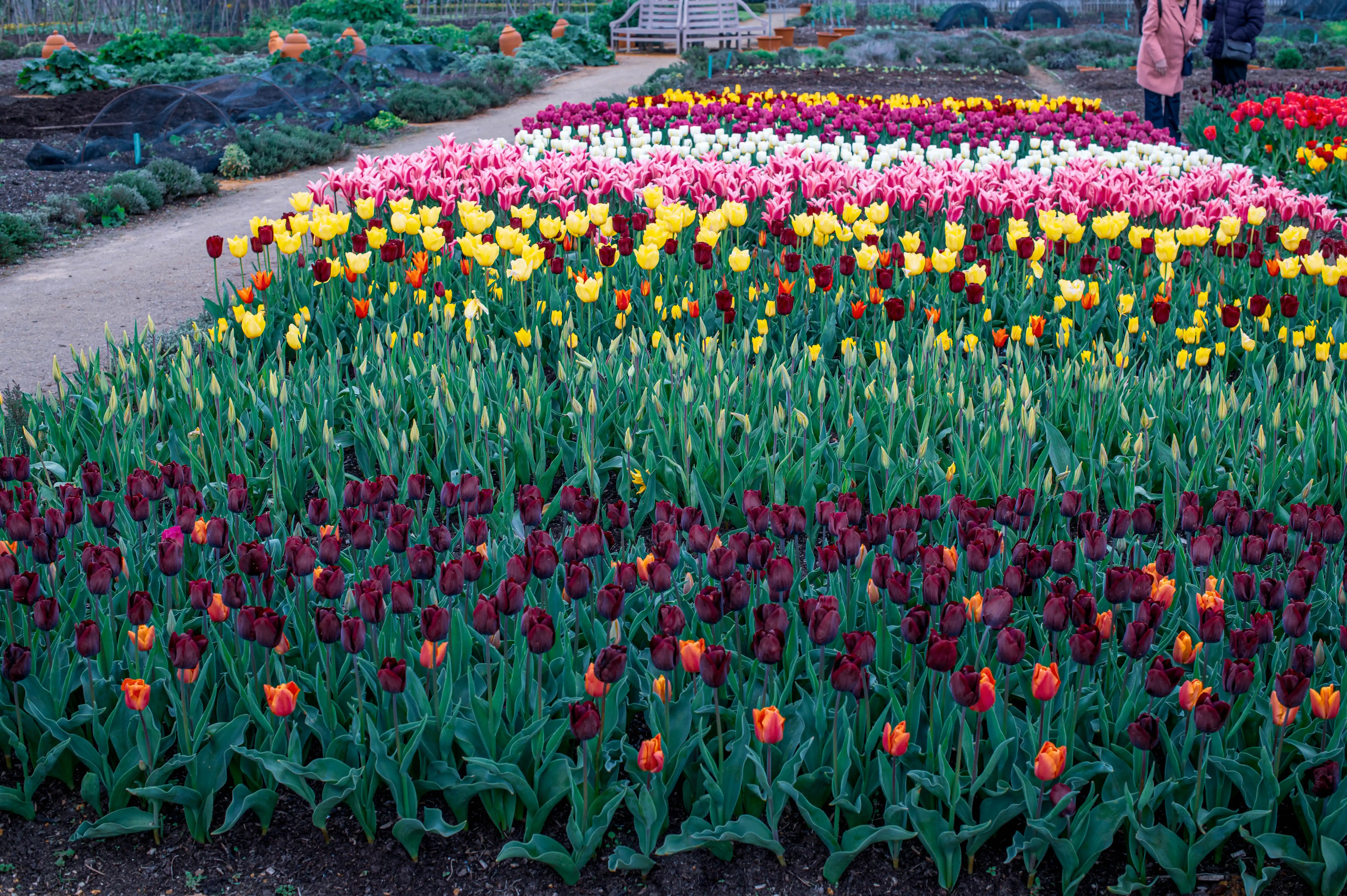 A wide shot of a flowerbed filled with rows of tulips in various colours including deep red, orange, yellow, pink, and white. The tulips are planted in distinct, curving bands, with some in full bloom and others still in bud, bordered by lush green foliage