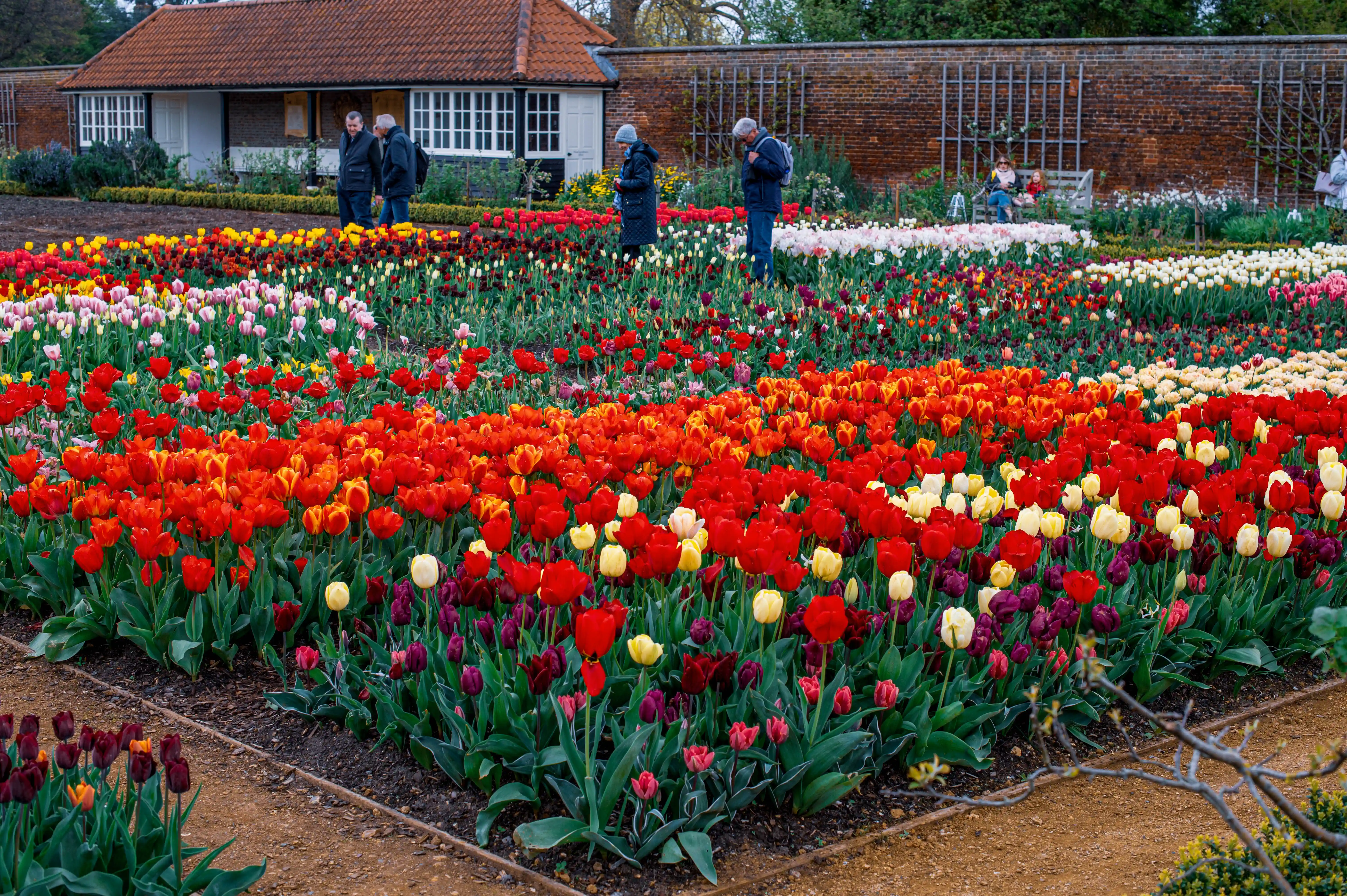 A wide view of a formal garden bed overflowing with thousands of tulips in bright reds, oranges, yellows, and whites, with a building and brick wall in the background and people observing the flowers.