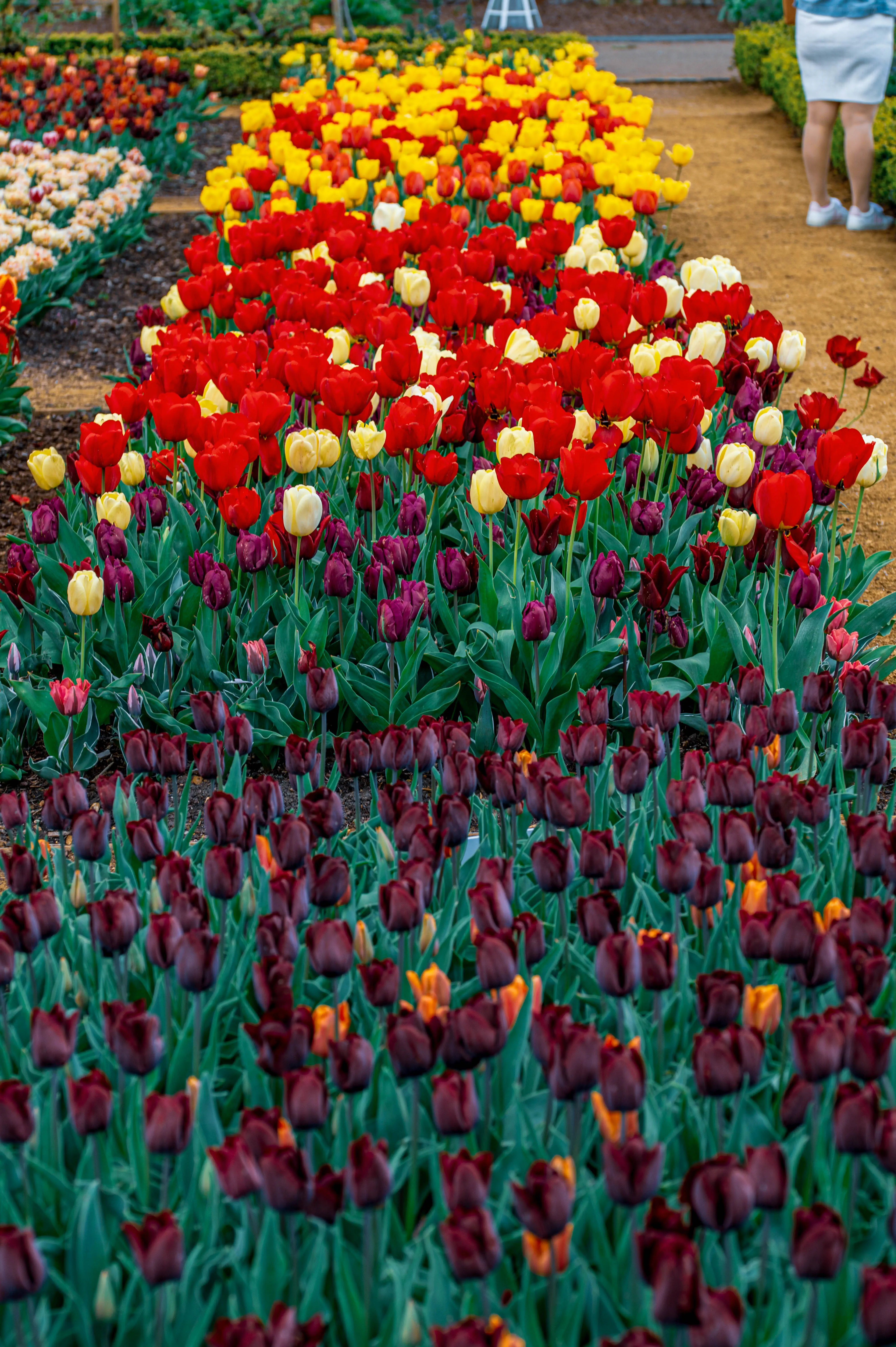 A close-up, low-angle view of a garden bed filled with numerous blooming tulips in shades of red, yellow, cream, and deep purple. The flowers are tightly packed, with their petals and green leaves creating a textured carpet of colour.