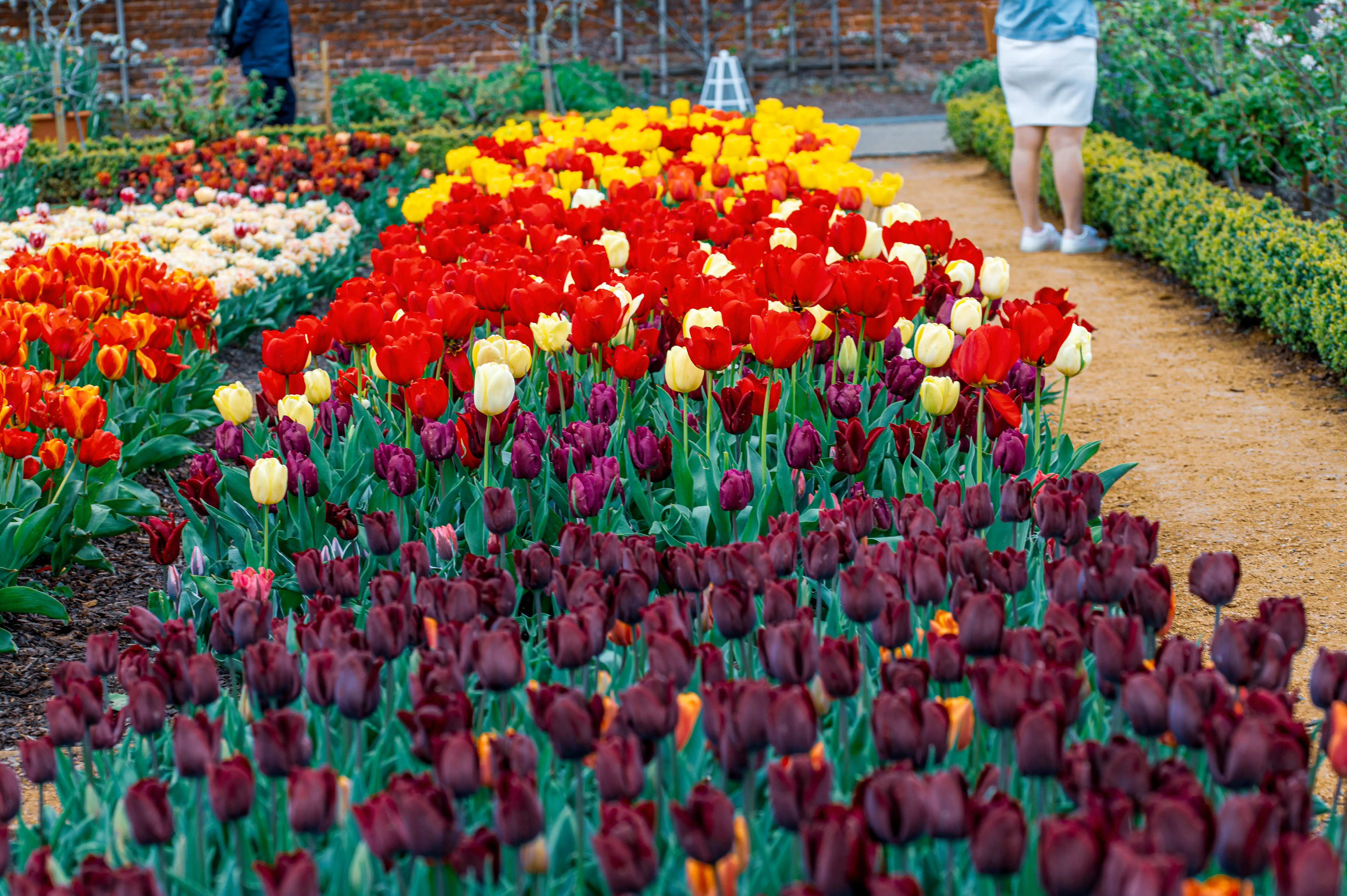 A pathway winds through a garden filled with rows of tulips in various colours, including dark red, red, yellow, and cream.