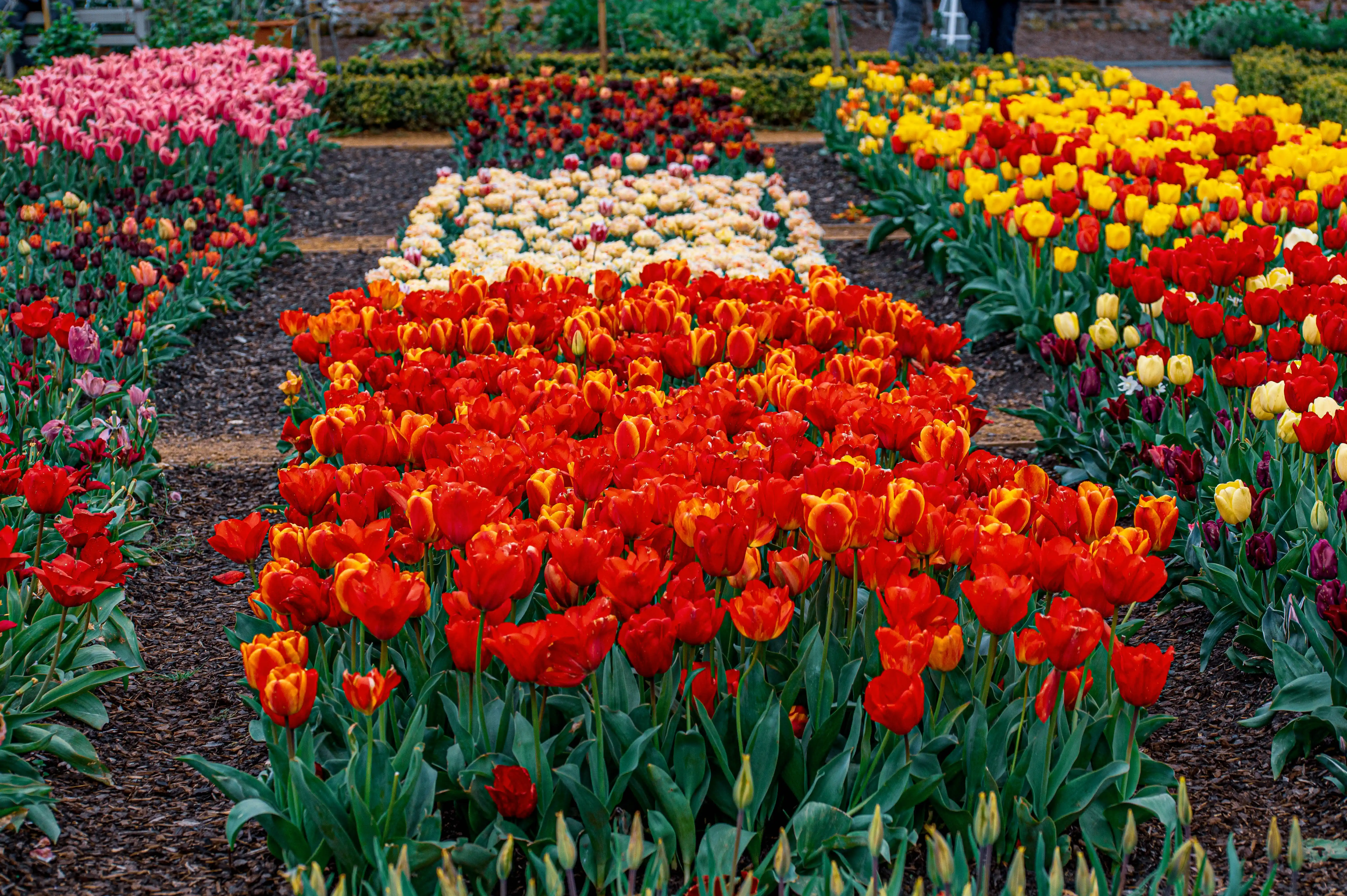 A garden display of multiple rows of blooming tulips in various colours including red, orange, pink, yellow, white, and dark burgundy, with green leaves and mulched ground.