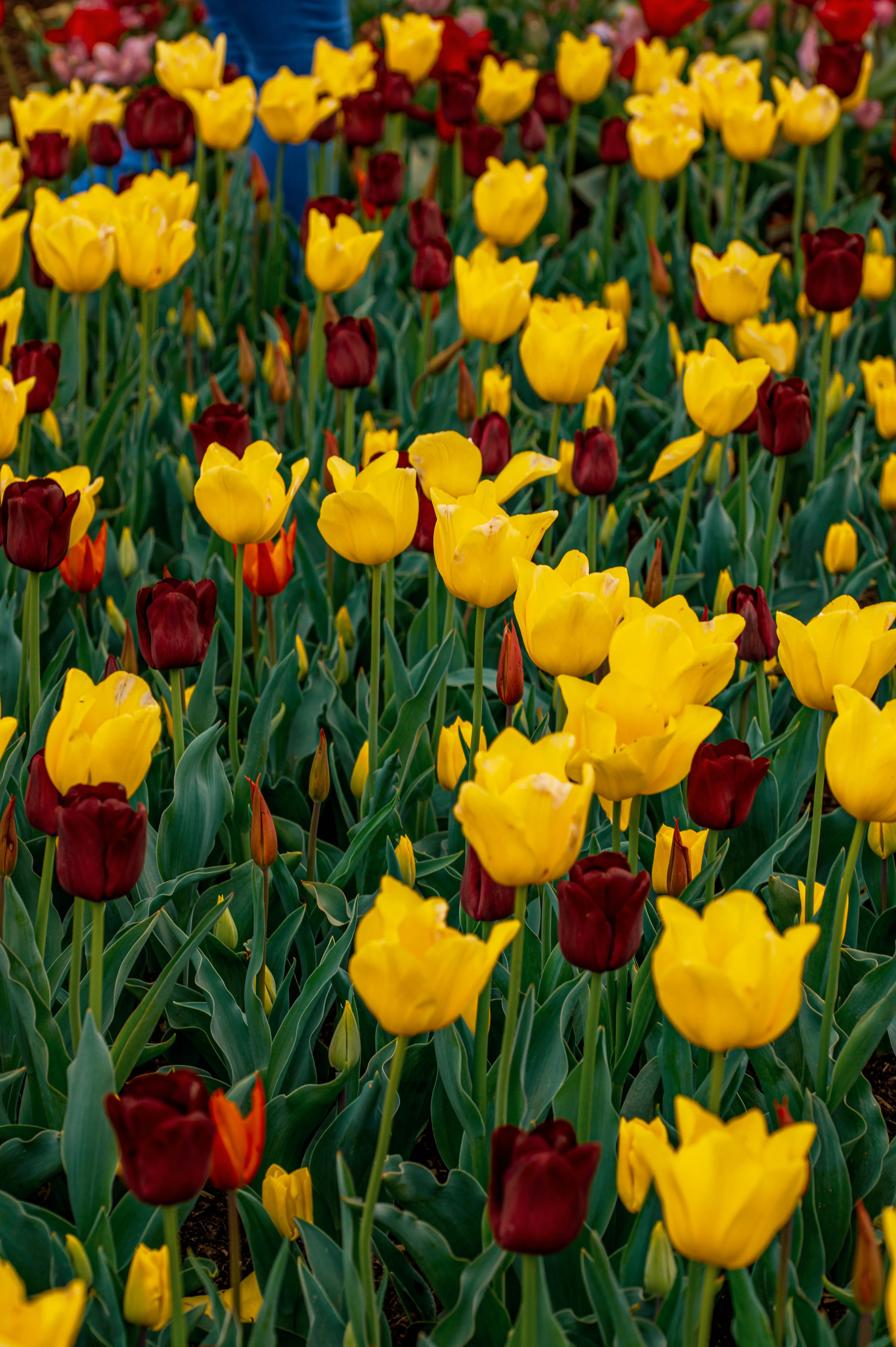 A field of blooming tulips with bright yellow and dark red petals, surrounded by green leaves.