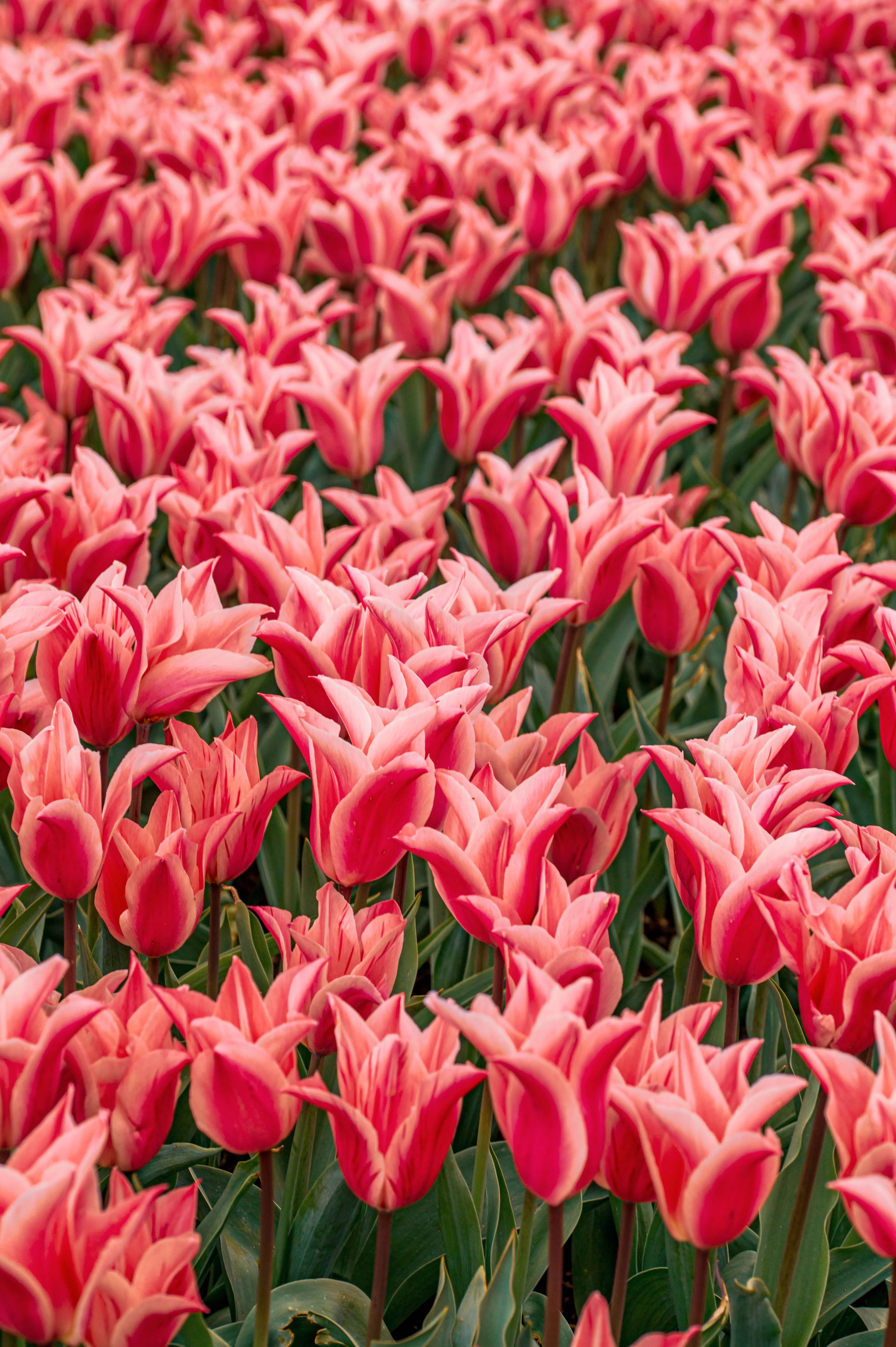 Close-up view of a dense bed of pink and red striped tulips, with pointed petals facing upwards.