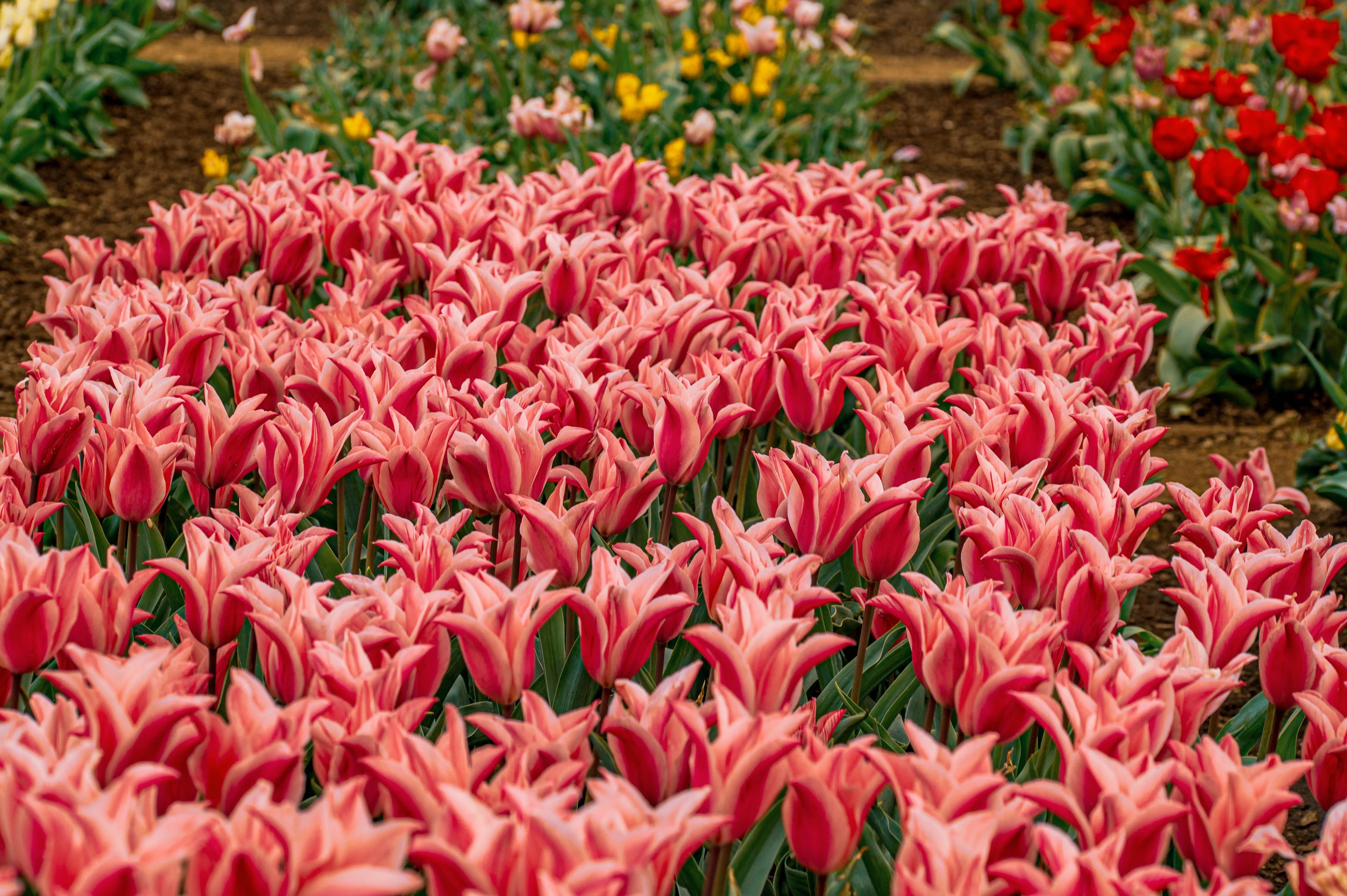 A close-up, eye-level view of a large bed of pink and white striped tulip flowers, densely packed together.