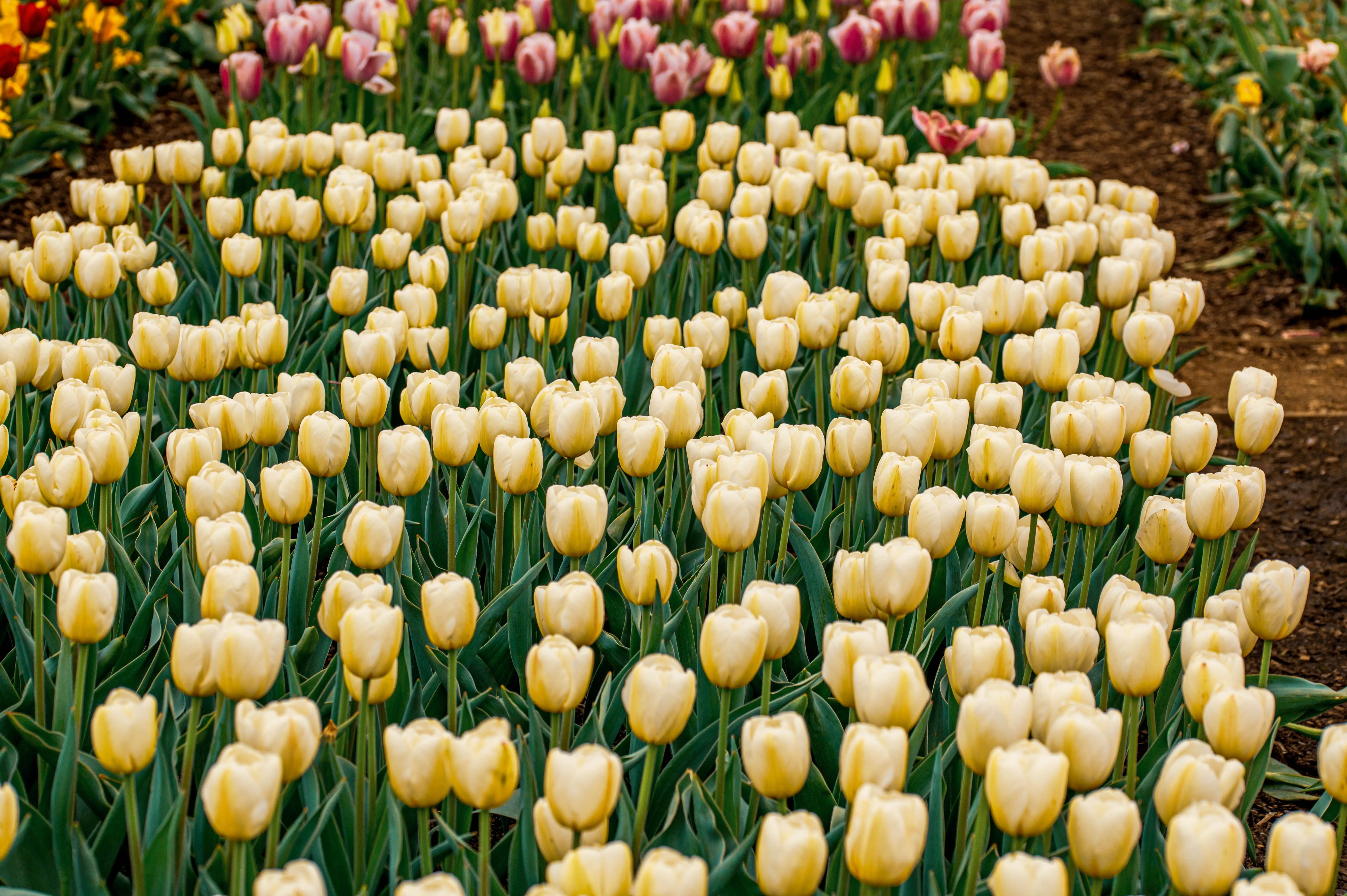 A close-up view of a dense bed of creamy yellow tulips with green stems and leaves.