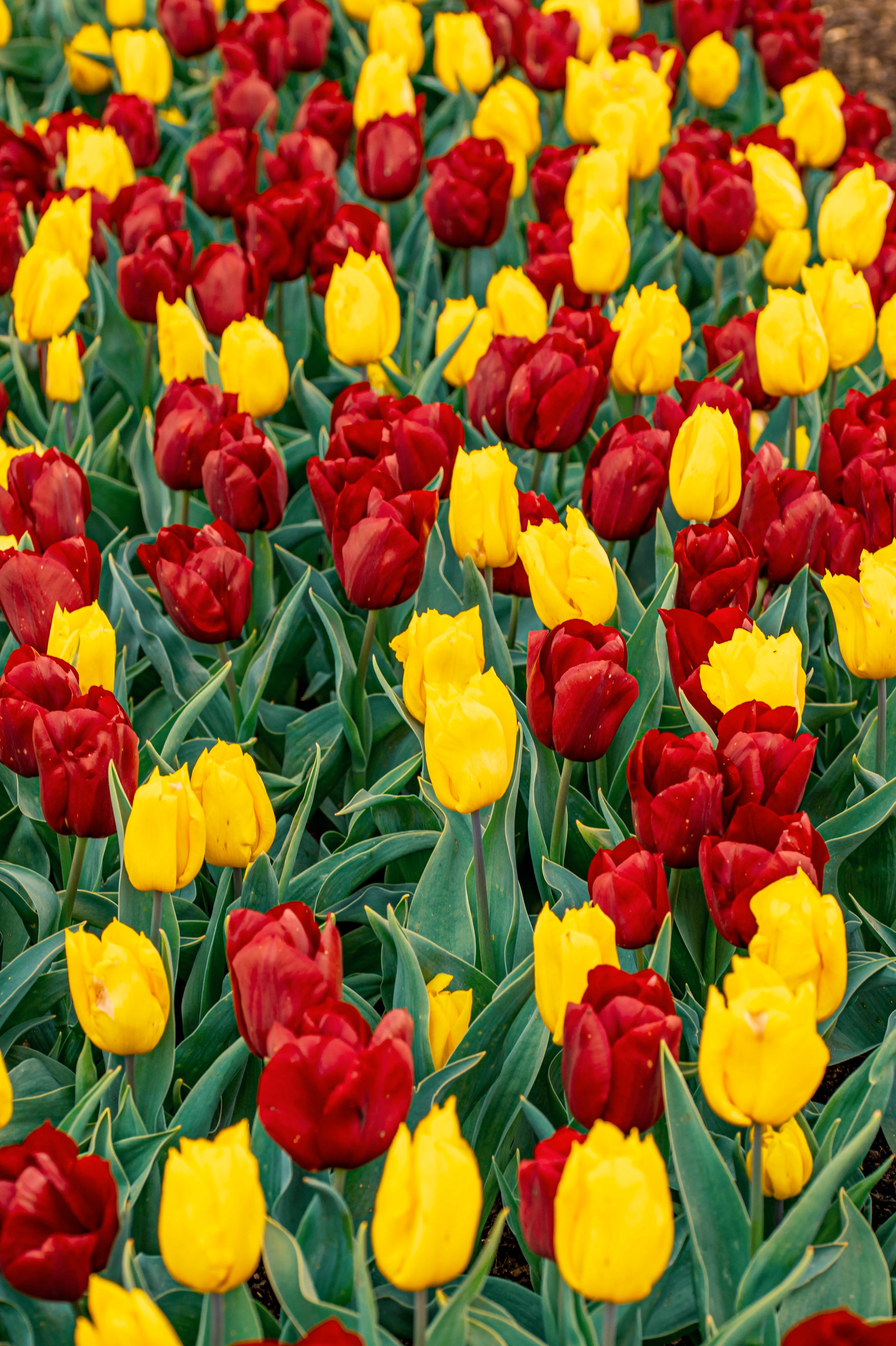A garden bed filled with blooming tulips in shades of yellow, deep red, and orange, with many unopened buds and green leaves.