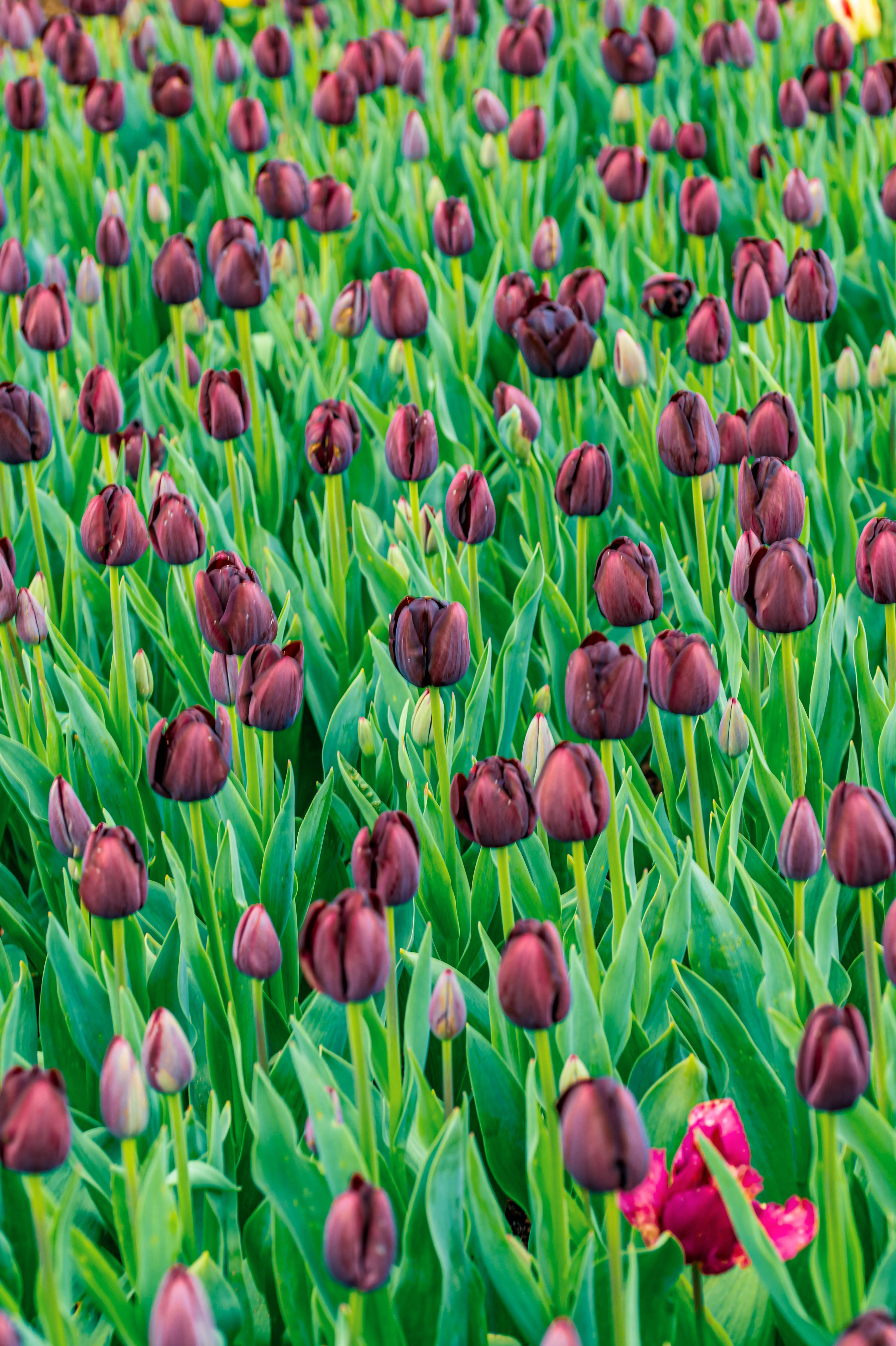 A dense planting of deep red to near-black tulips creates a rich tapestry of colour and texture. The flowers, mostly in bud or partially open, display velvety petals, showcasing their unique, dark hue against a backdrop of lush green foliage. A single vibrant pink tulip provides a striking contrast in the lower right.