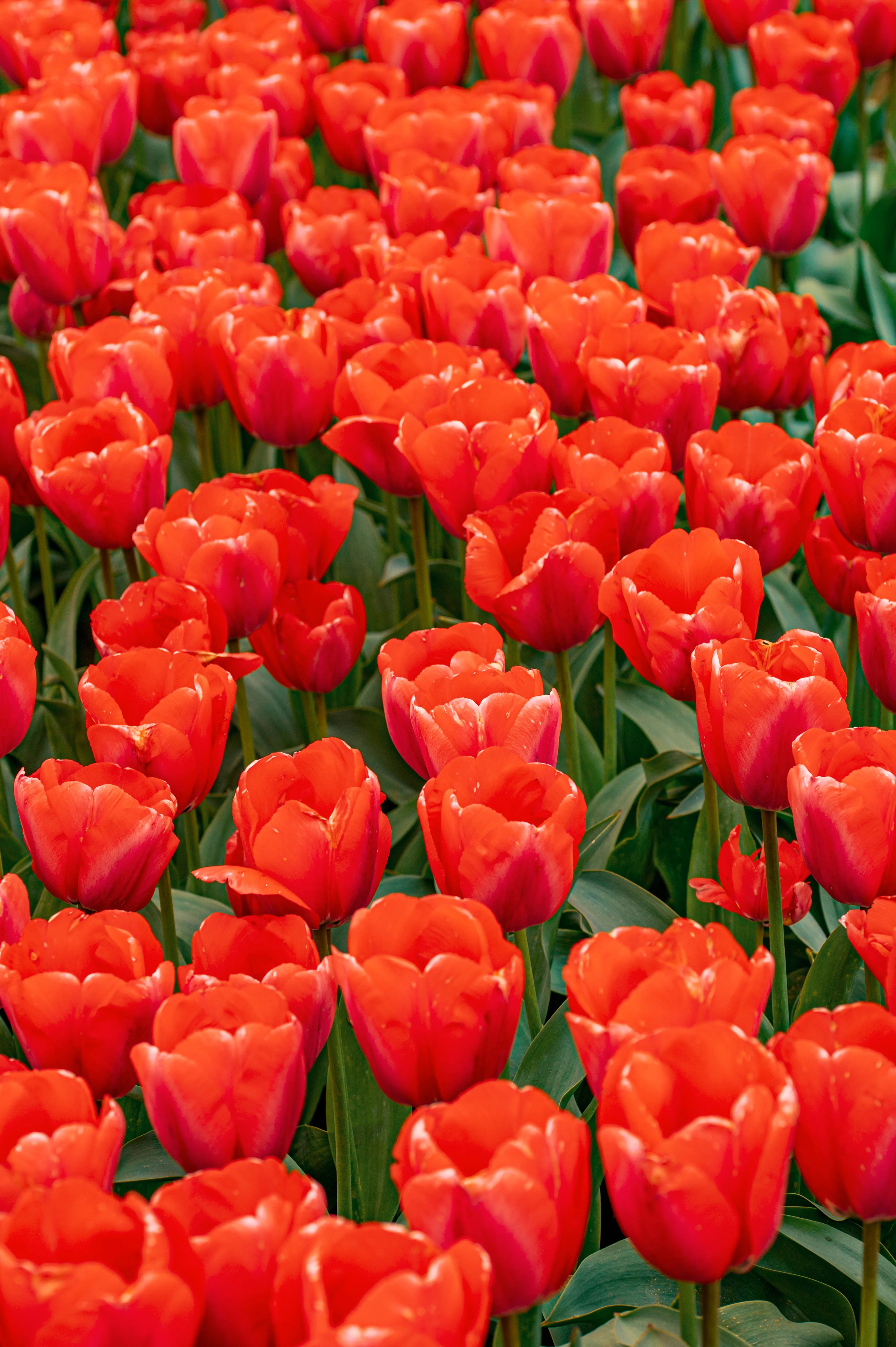 A close-up, eye-level view of a large bed of dark red, almost black, tulips. Most are in bud or slightly open, with pointed petals. They are surrounded by abundant, vibrant green leaves. In the lower right corner, a single bright pink tulip with ruffled petals stands out.