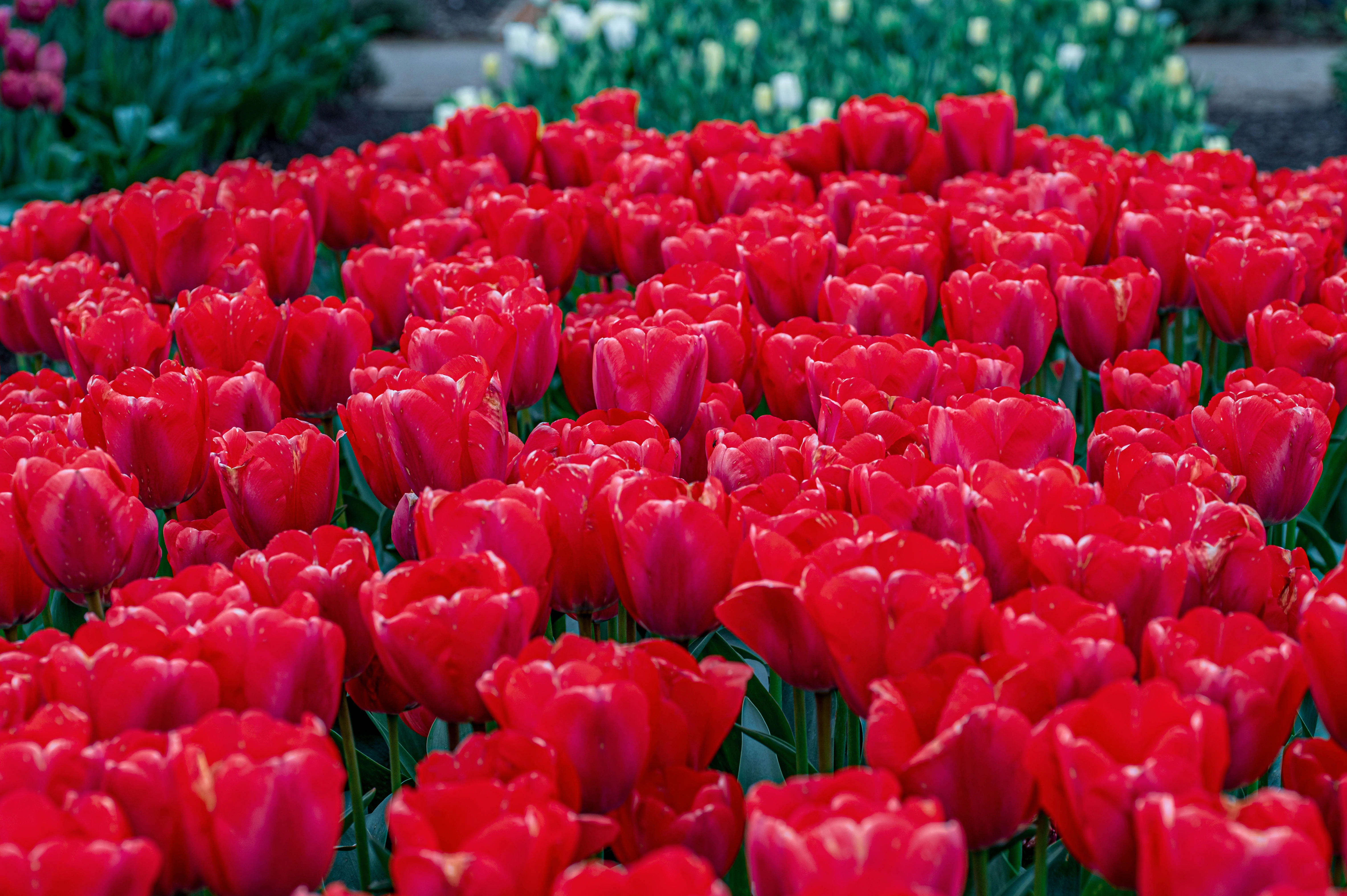 A close-up view of a dense bed of bright red tulips, their petals slightly unfurled, revealing their characteristic shape.