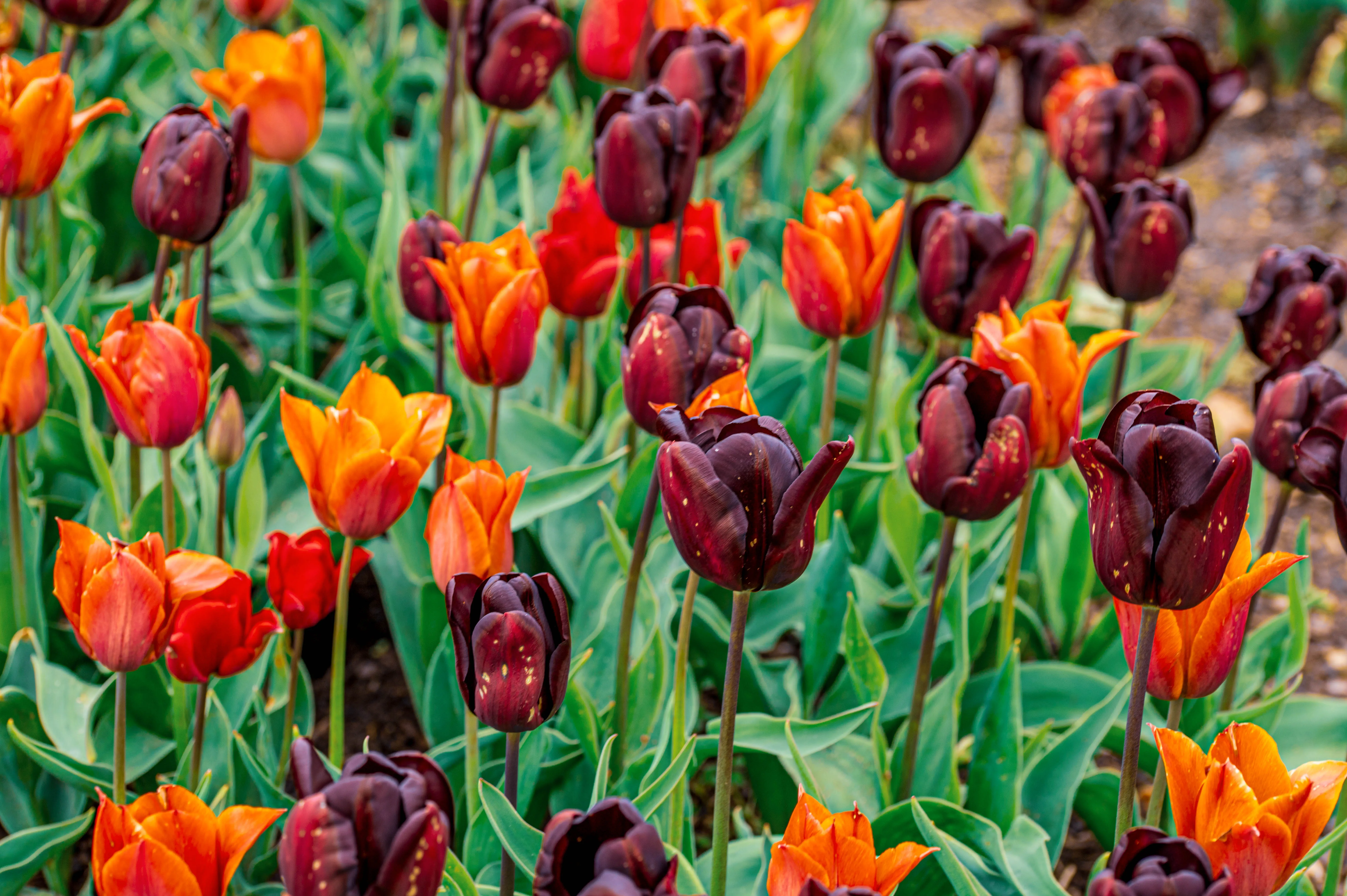 A multitude of tulips in full bloom, showcasing deep, dark burgundy-red flowers with lighter speckles alongside bright orange flowers, all surrounded by green foliage.
