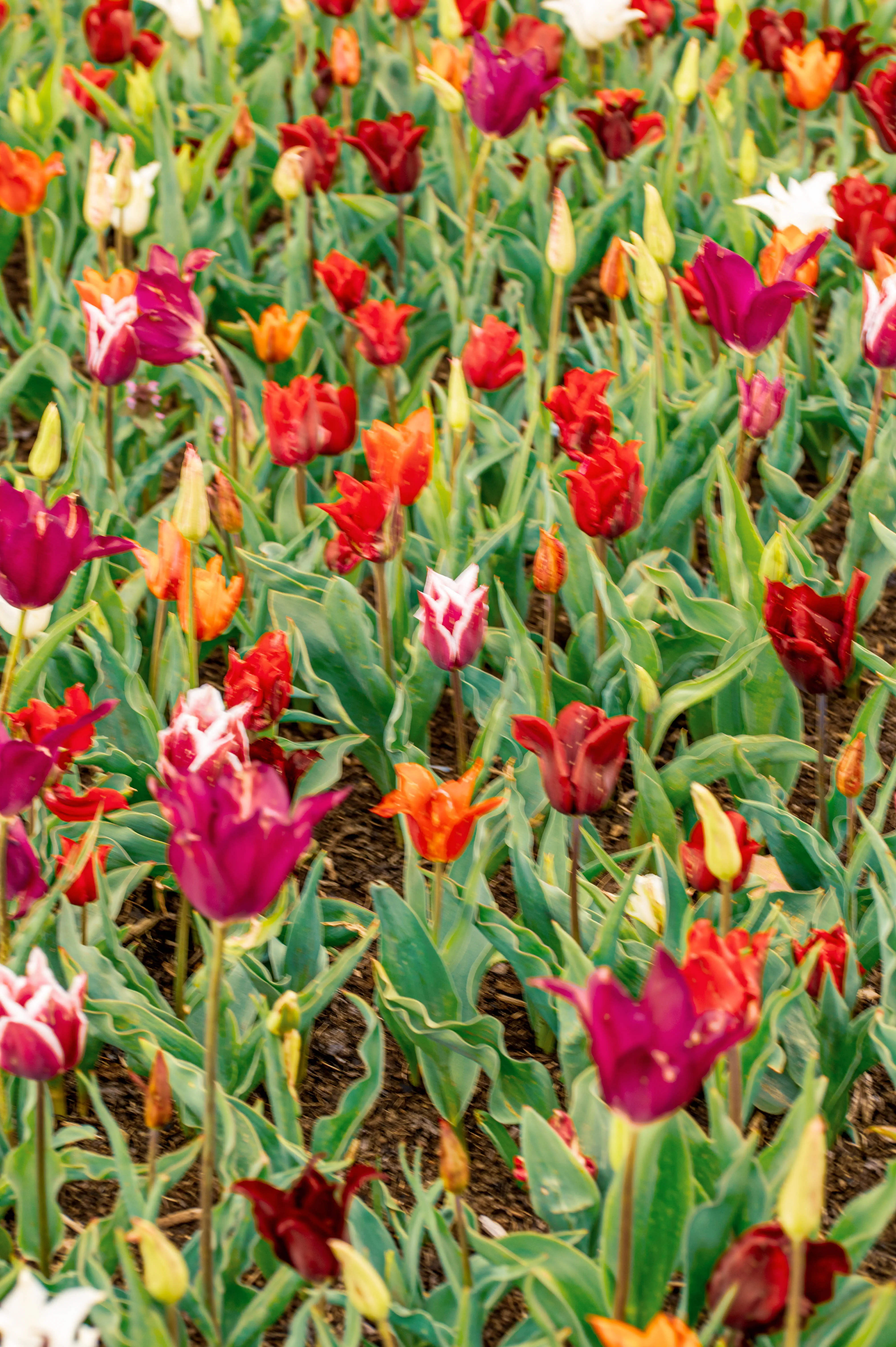 A dense bed of blooming tulips with various colours including deep reds, bright oranges, purples, and white with red markings, surrounded by green foliage.