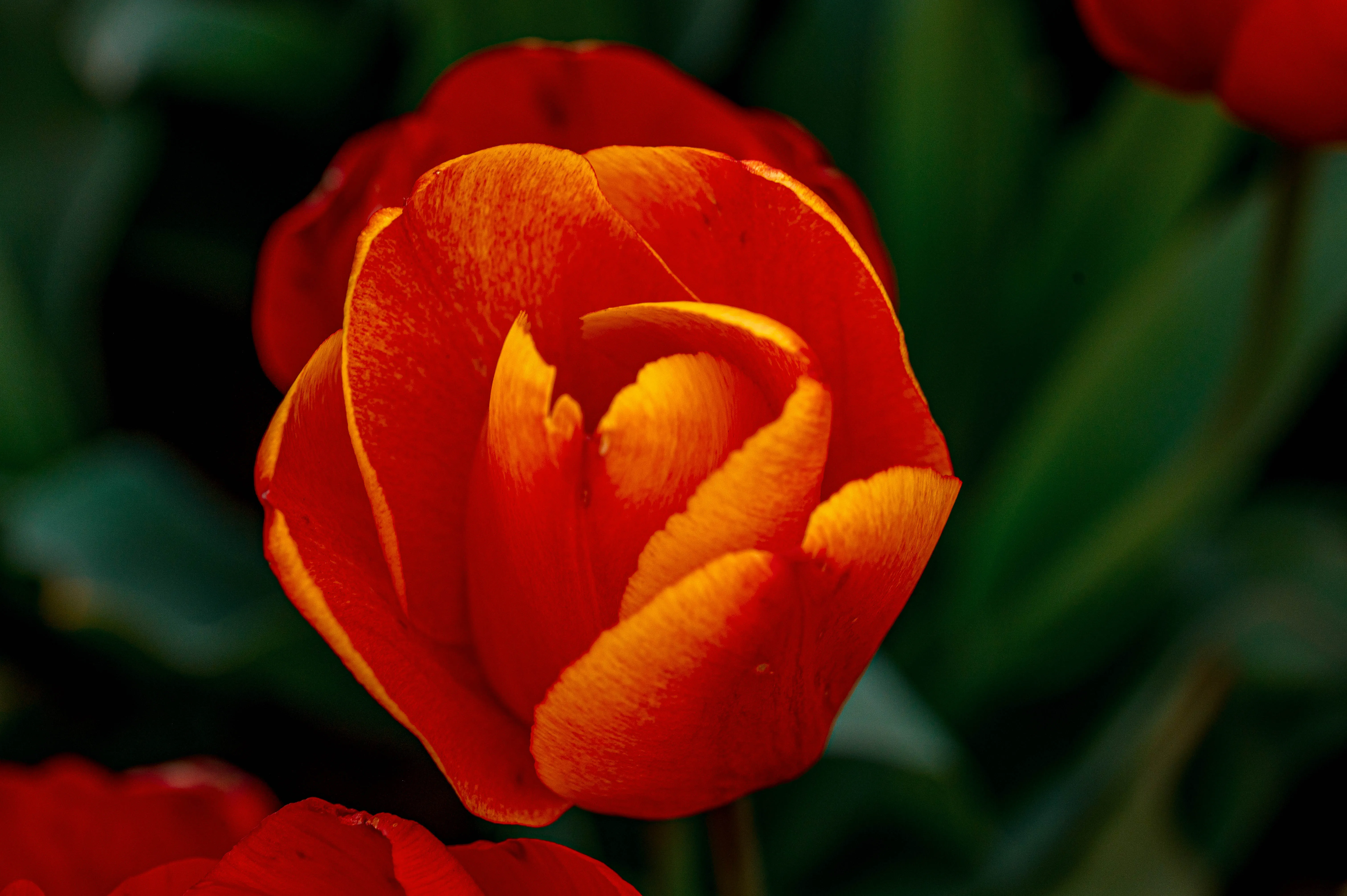 A detailed image of a bright red tulip flower with yellow-orange accents on its inner petals. The flower is in full bloom, with its petals unfurled, showcasing a rich, velvety texture and a layered, cup-like structure against a soft-focus green background.