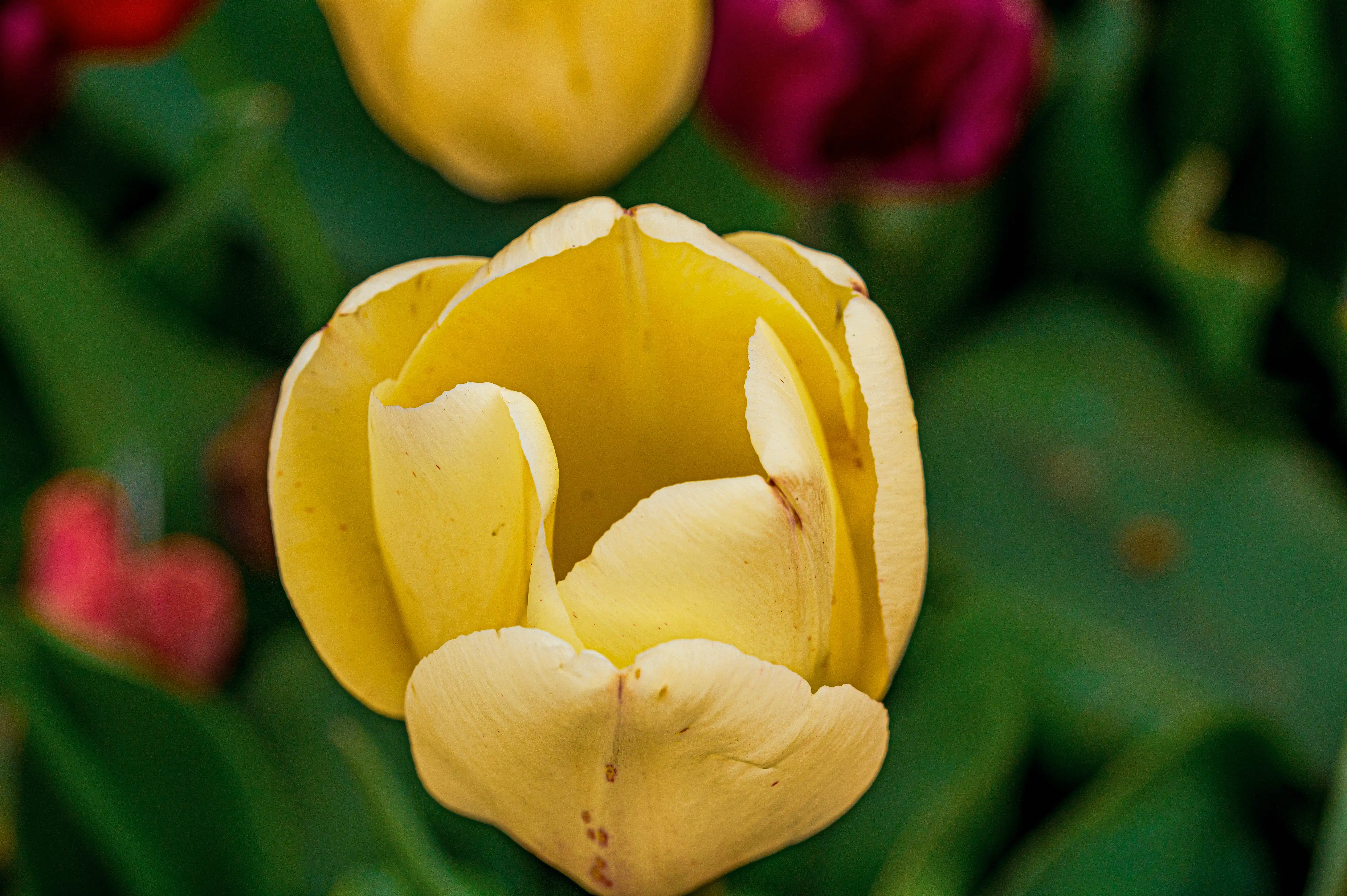 A close-up, top-down view of a yellow tulip flower with its petals partially open. The flower is the primary focus, with other out-of-focus flowers and foliage in the background.