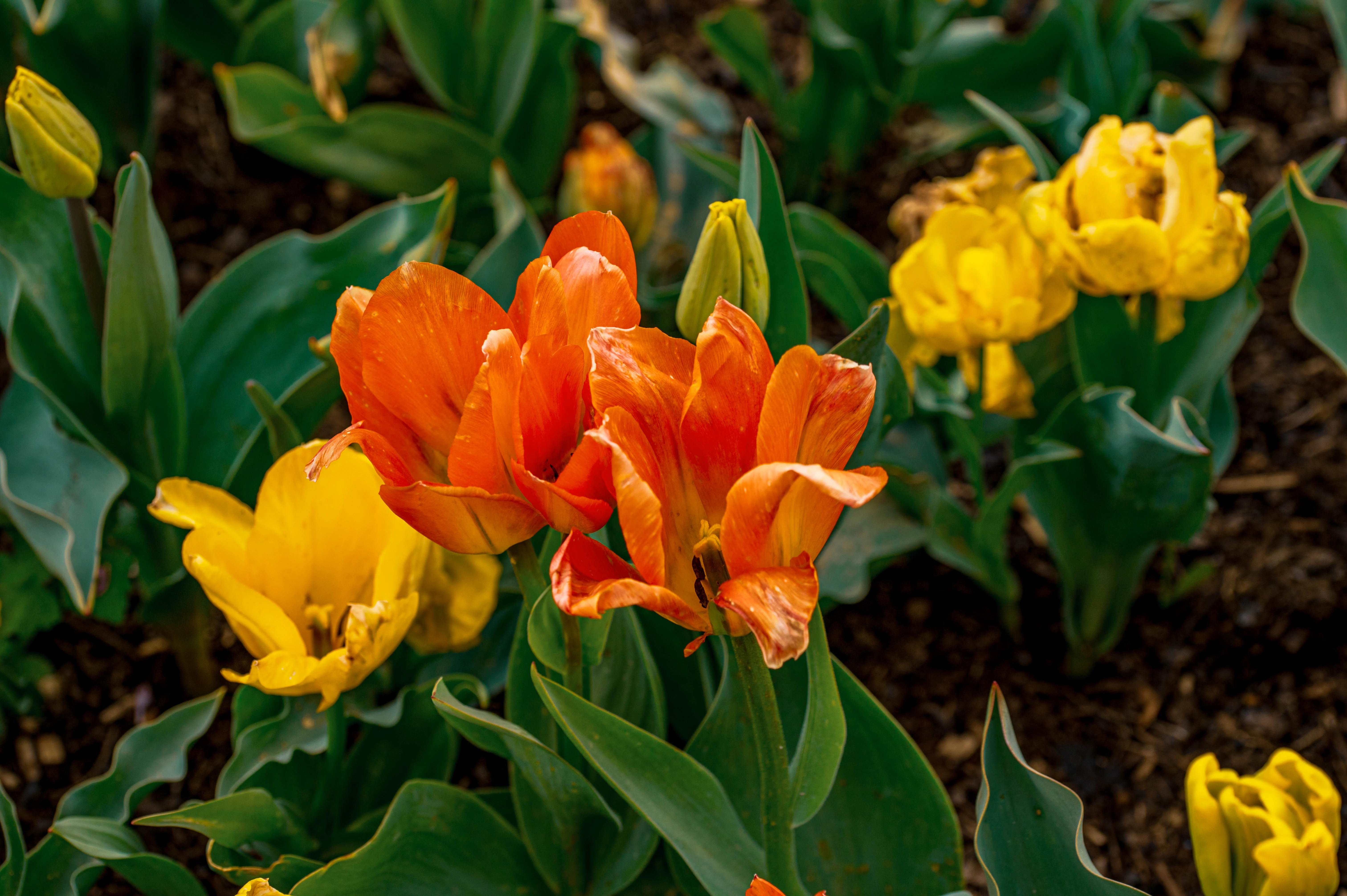 Close-up of bright orange double tulips with ruffled petals in the foreground, alongside yellow double tulips. Green leaves surround the flowers, with a blurred background of soil.