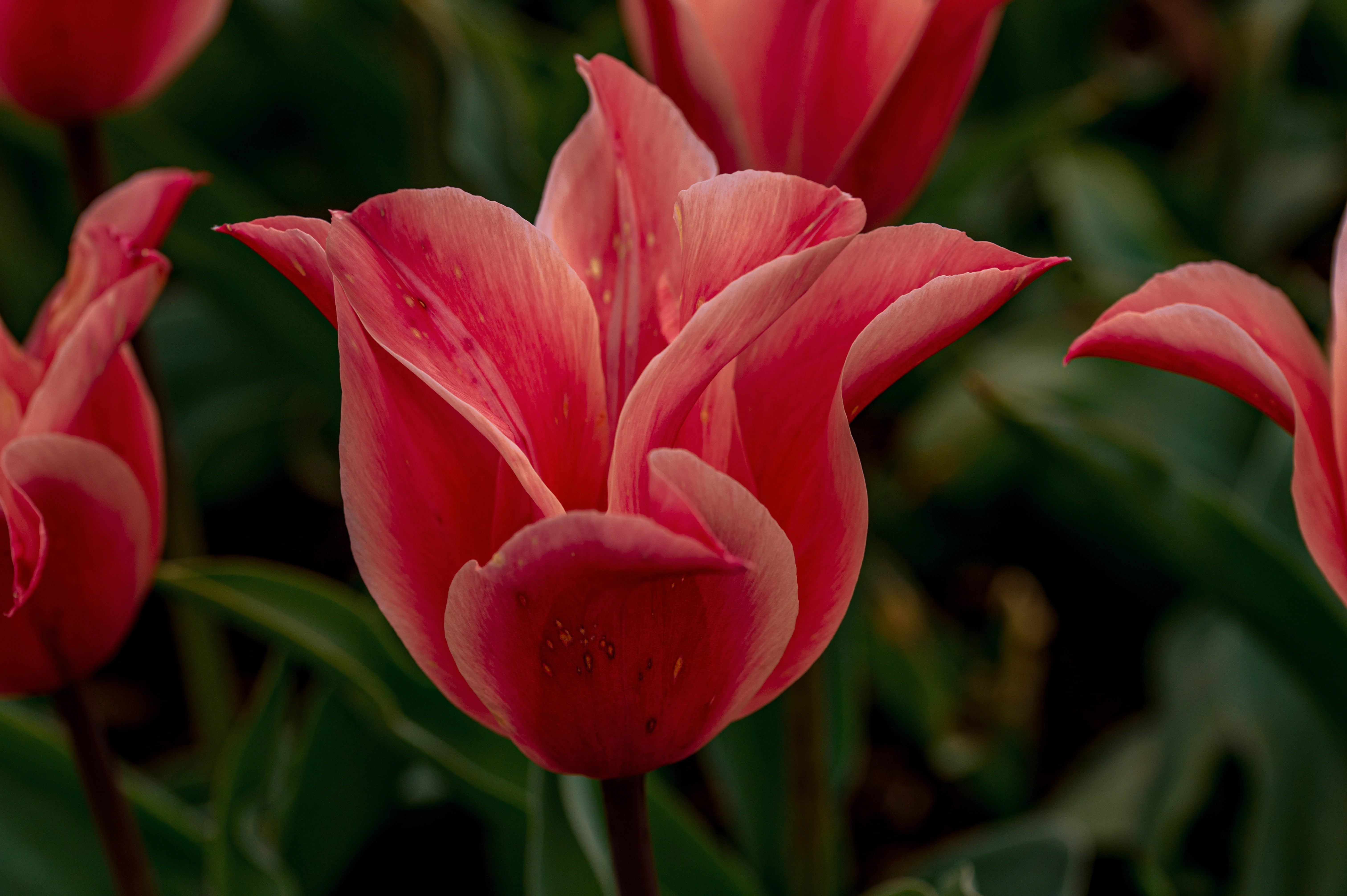 A close-up photograph of a red and cream bi-coloured tulip flower with pointed petals, set against a dark green leafy background.