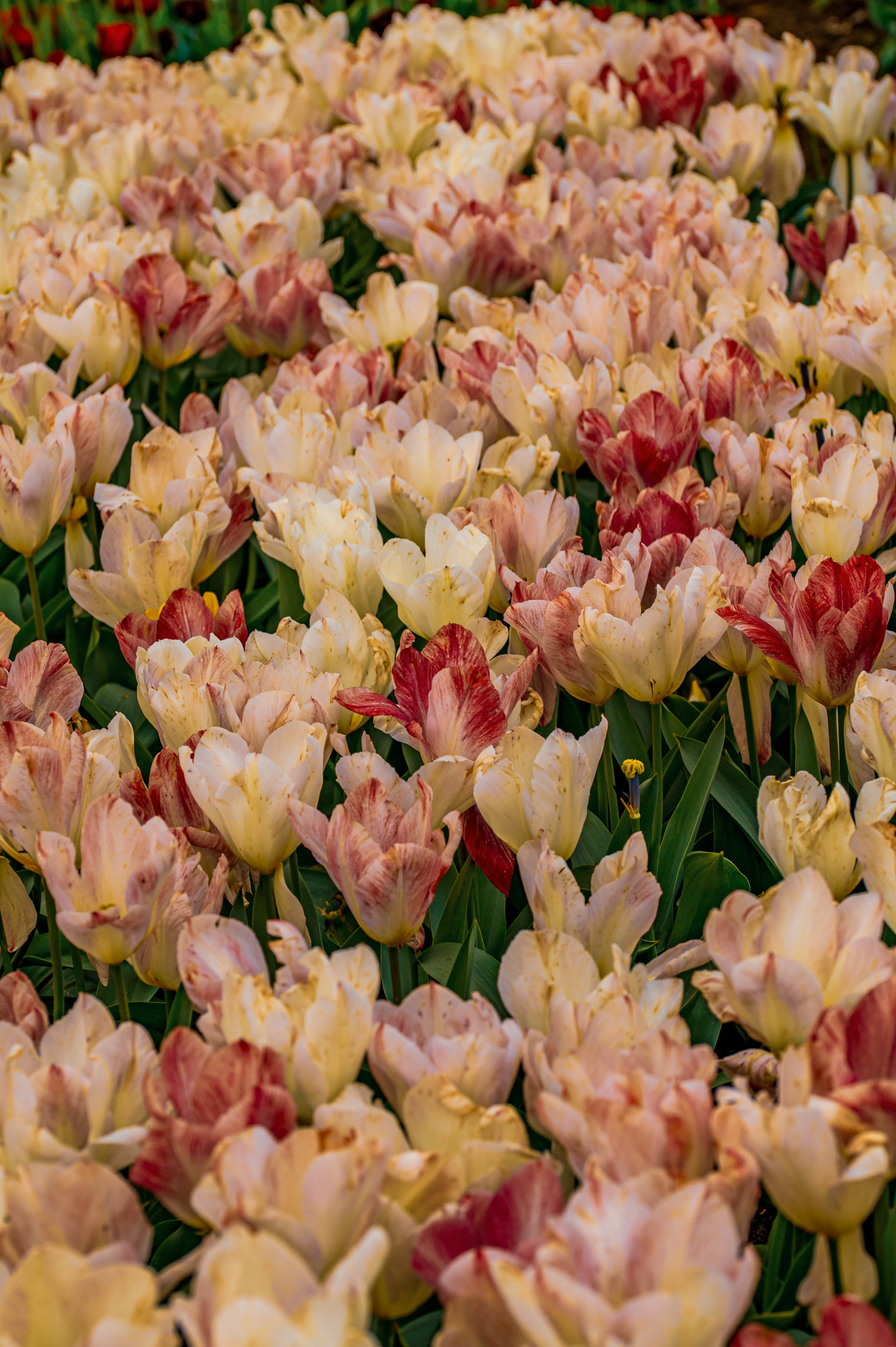 A close-up, eye-level view of a dense bed of blooming tulips, predominantly in soft peachy-cream and rose colours, with some petals showing a slightly ruffled or variegated appearance.