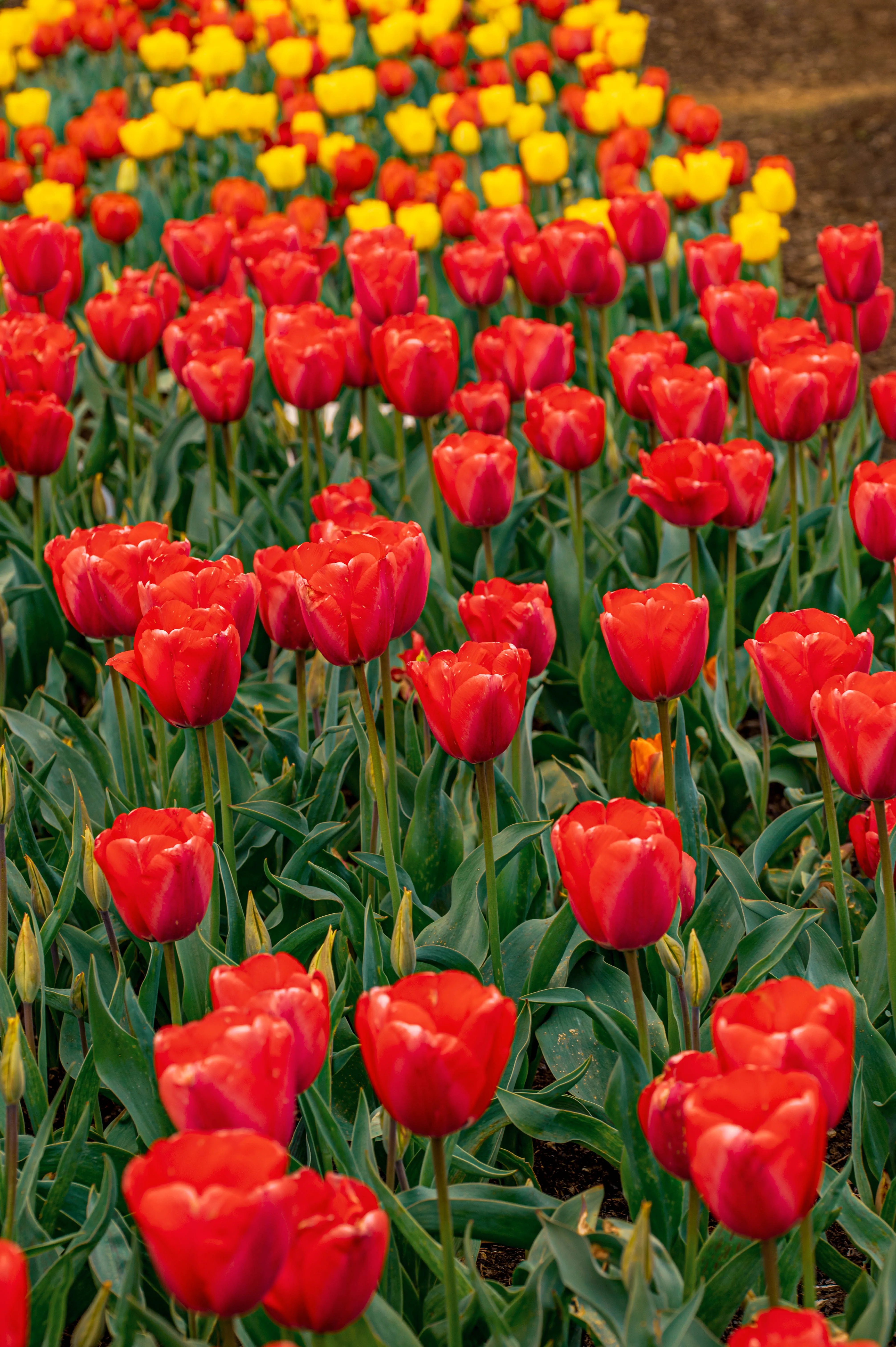 A dense bed of bright red tulips with smooth, cup-shaped petals and strong green stems. In the background, a field of yellow tulips is softly blurred.