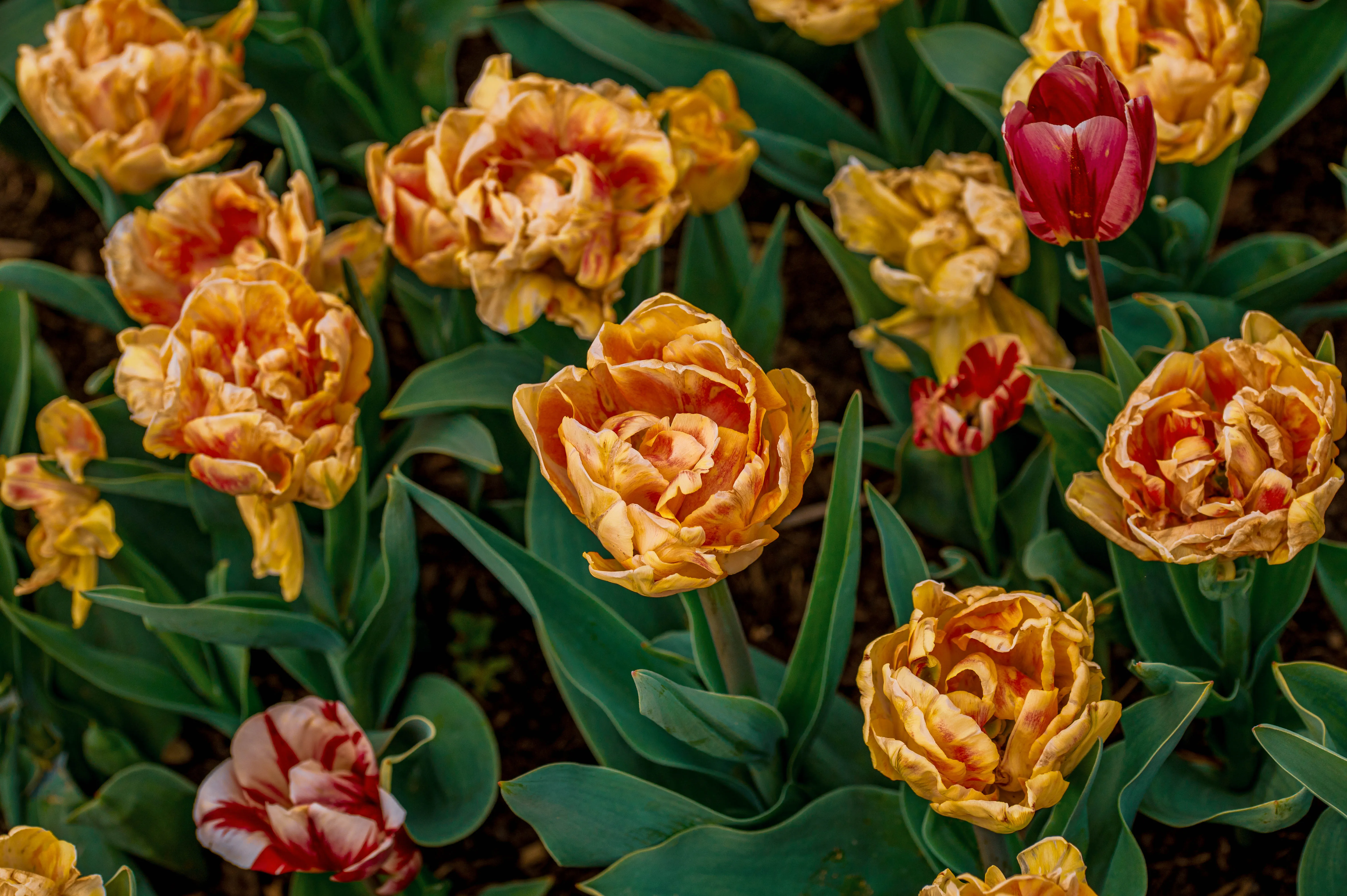 Close-up view of double-petaled peach and orange flowers with ruffled edges, alongside some red and white striped tulips, surrounded by dark green leaves.