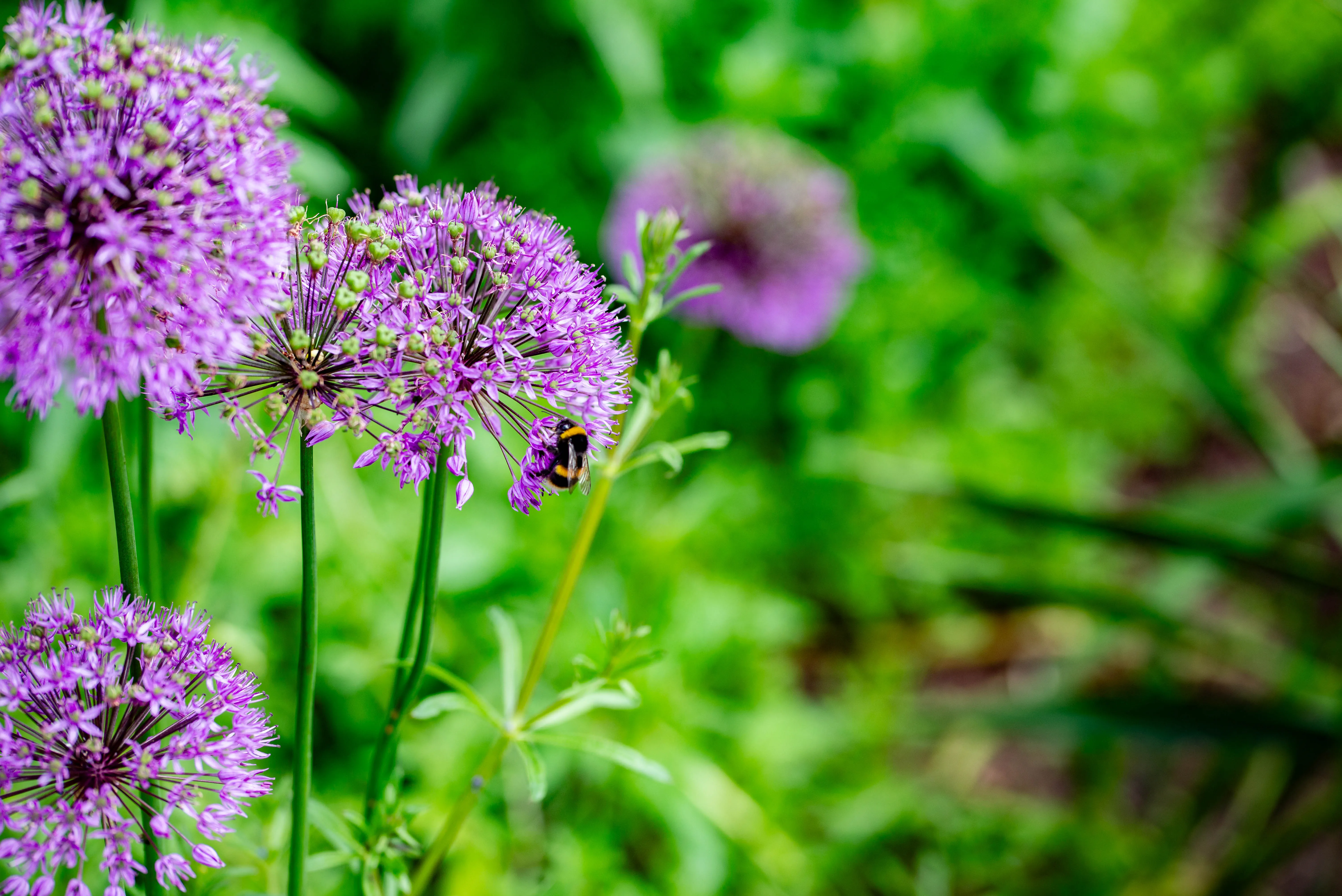 A bumblebee with black and yellow stripes is collecting pollen from a vibrant purple allium flower. The flower has a spherical shape made up of many small florets. The background is a soft blur of green foliage.