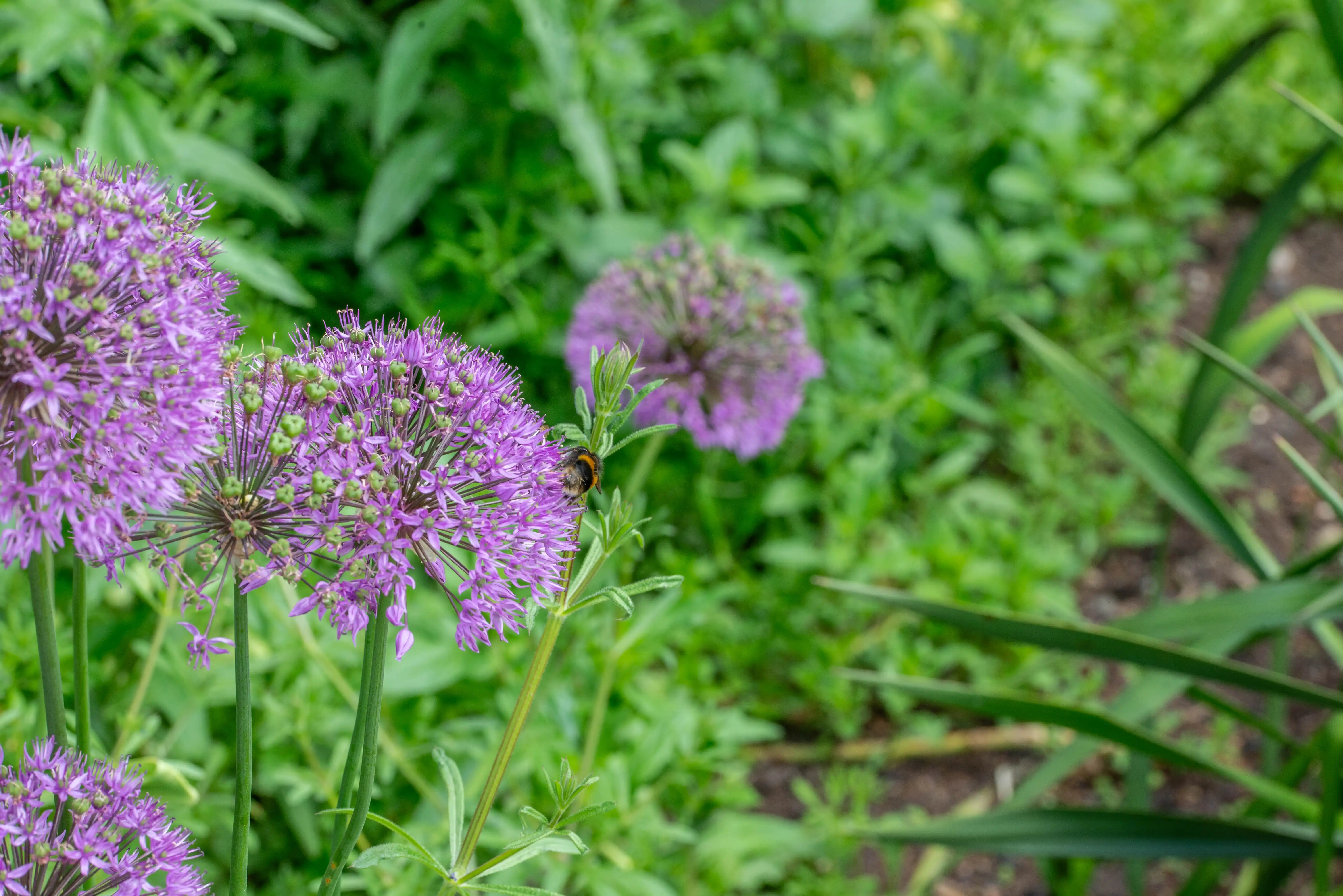 A bumblebee with black and yellow stripes is collecting pollen from a vibrant purple allium flower. The flower has a spherical shape made up of many small florets. The background is a soft blur of green foliage.