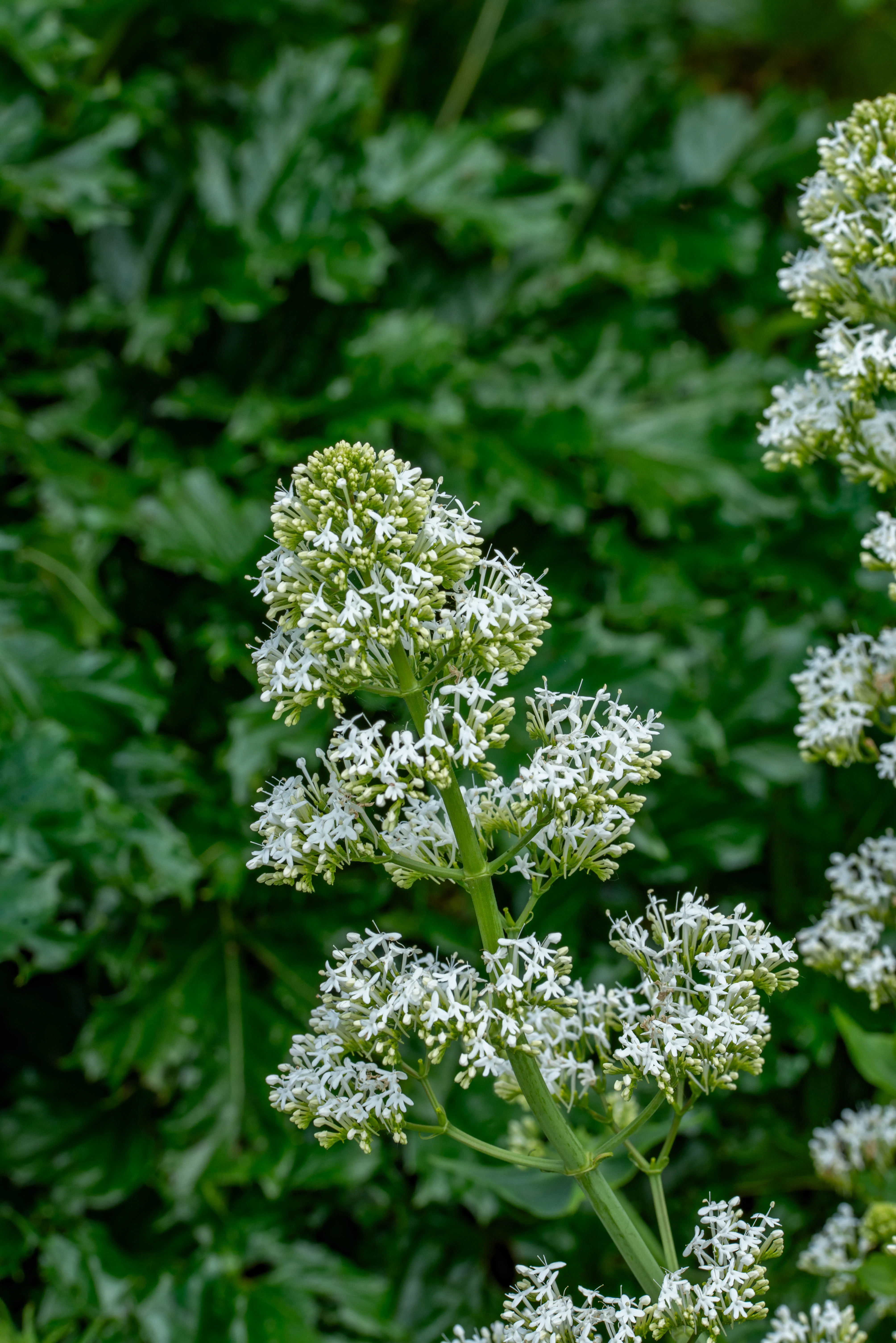 A stem with multiple clusters of tiny white flowers with delicate petals and protruding stamens, set against a blurred background of large, dark green leaves.