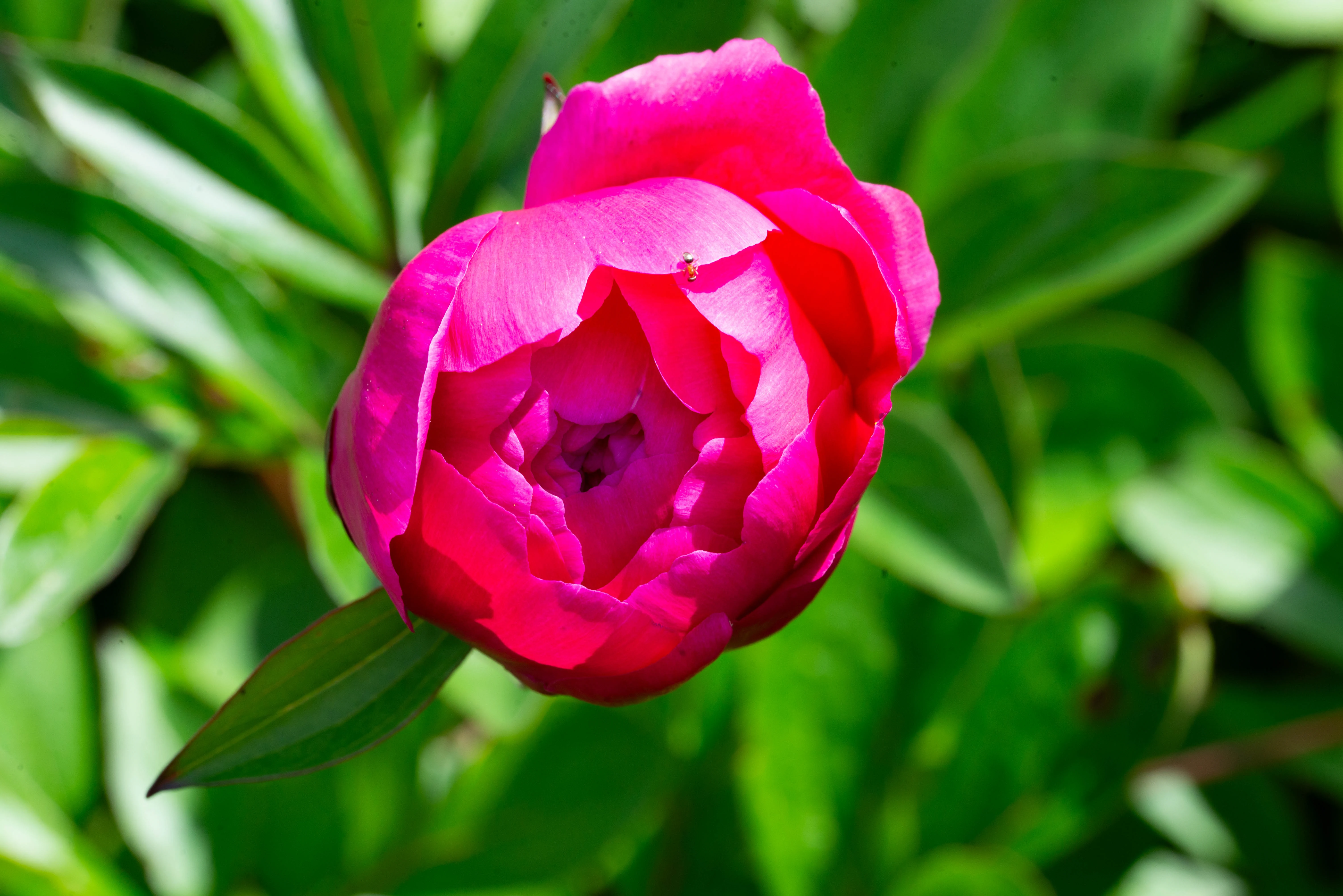 A close-up, top-down view of a fully bloomed, bright pink peony flower with layered petals. The background is a soft blur of green leaves.