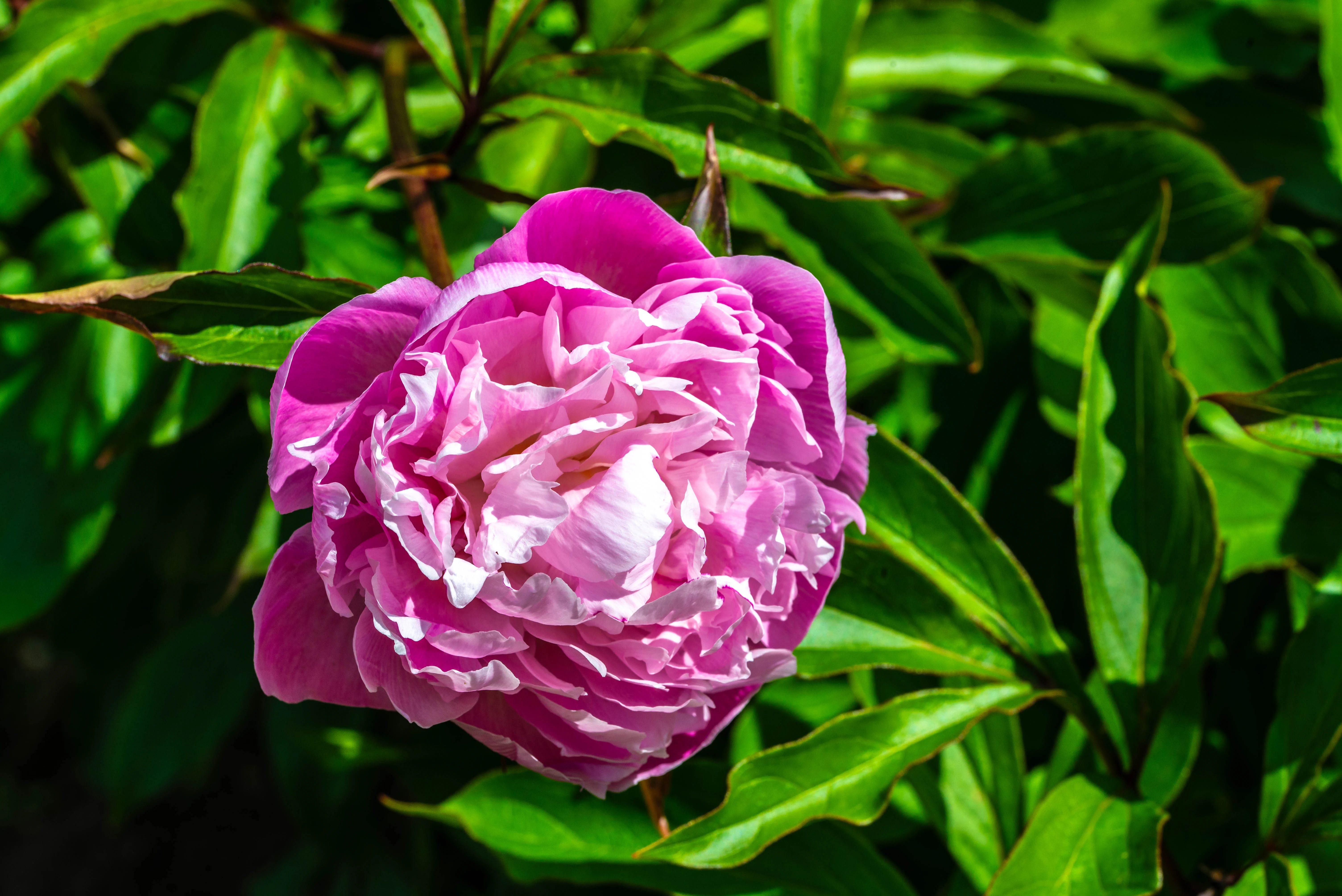 A close-up shot of a pink peony flower with many ruffled petals, surrounded by dark green leaves.