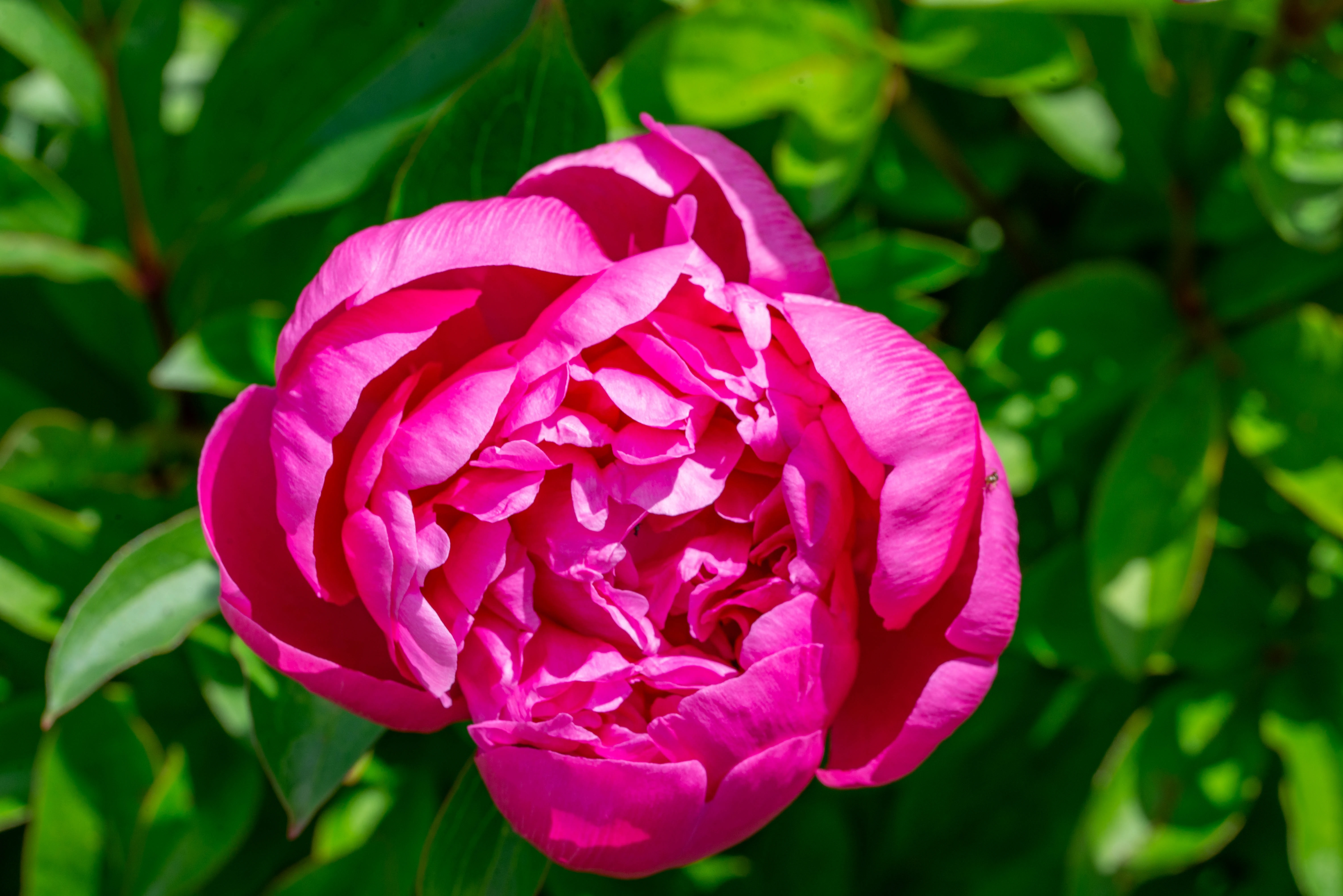 A close-up, top-down view of a fully bloomed, bright pink peony flower with layered petals. The background is a soft blur of green leaves.