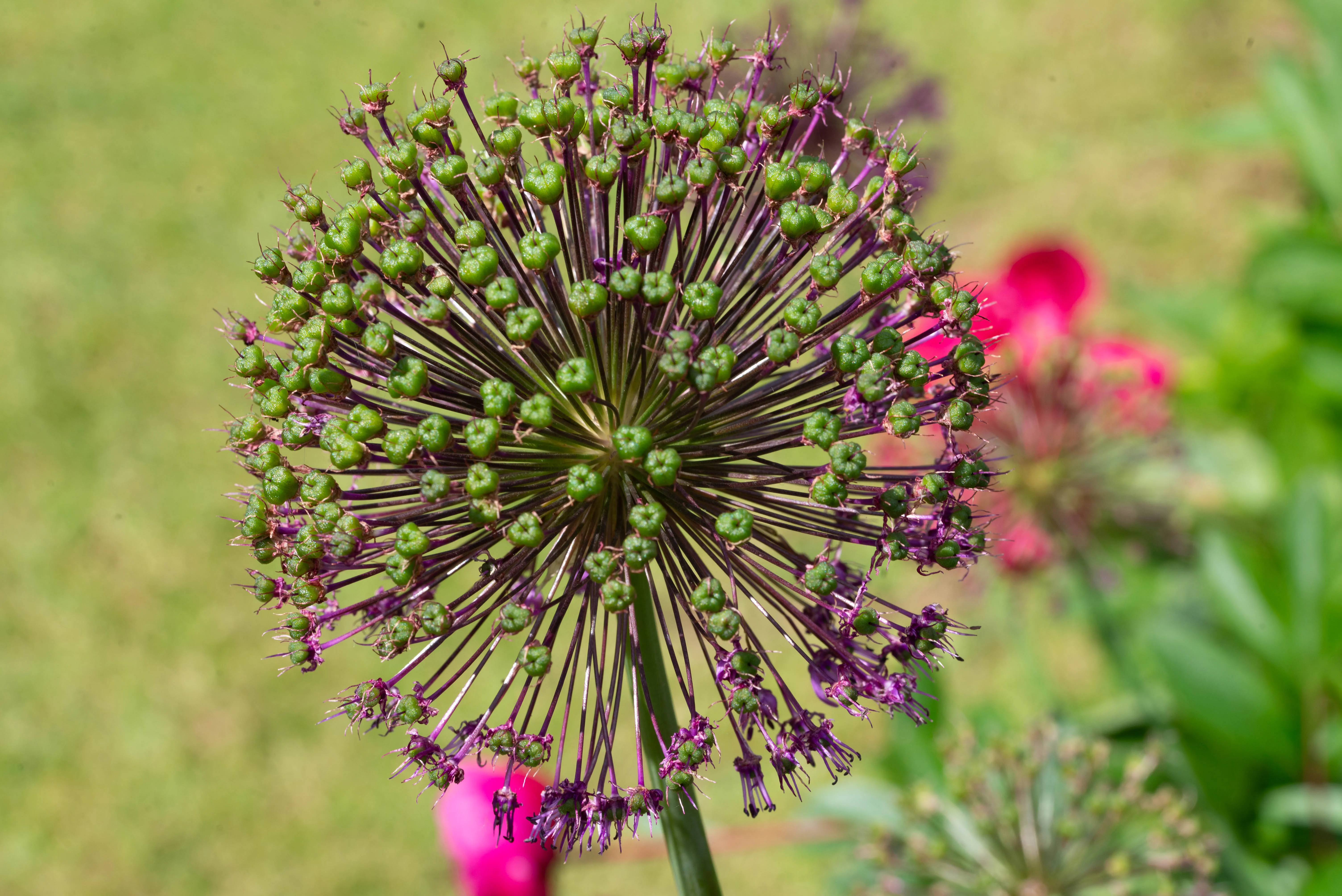 A macro photograph showing the intricate structure of an allium flower head in its early development stage. Numerous small, green seed pods are clustered on thin purple stems radiating from a central point, with hints of other blurred pink and green flowers in the background.