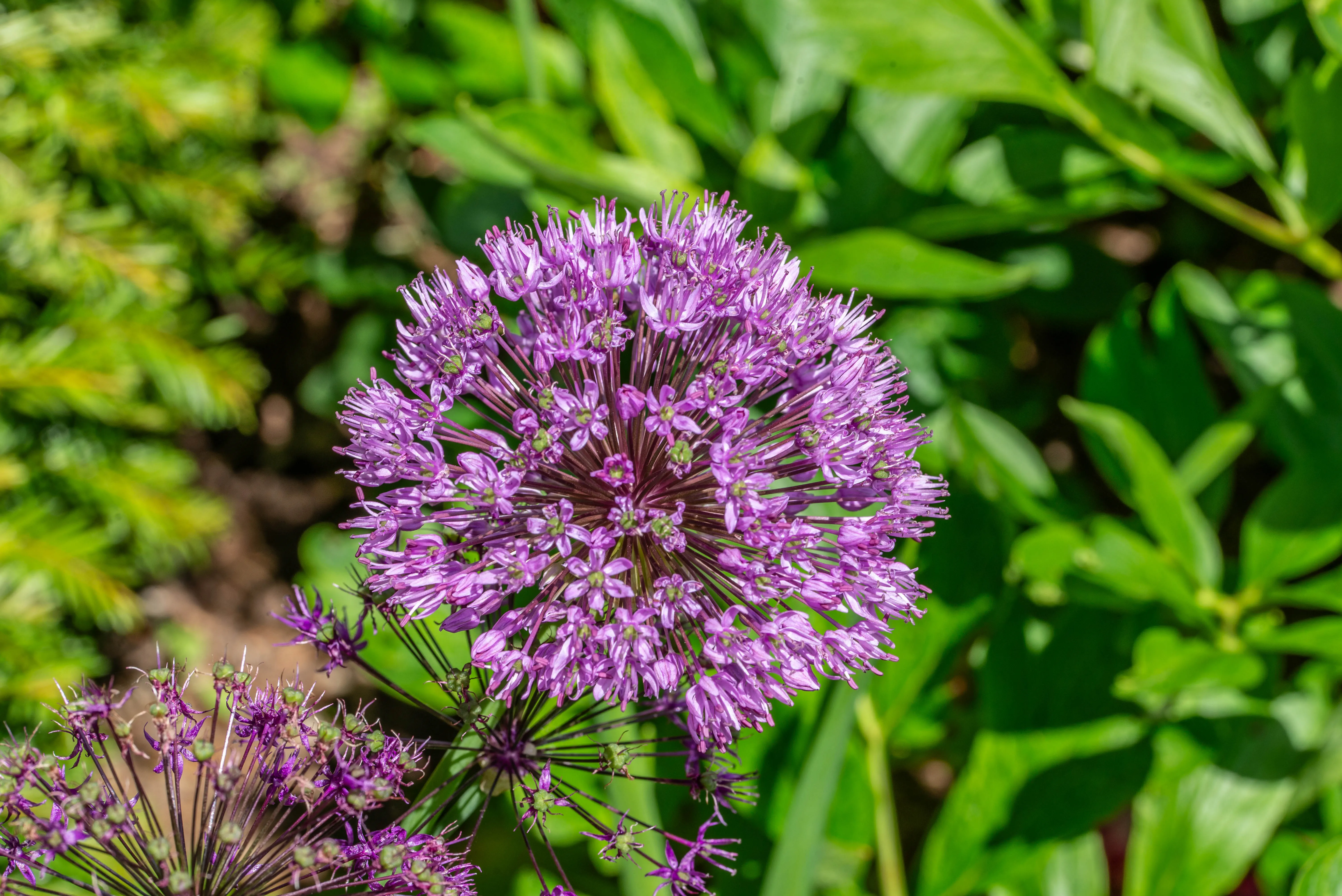 A detailed photograph of a round, purple Allium flower head composed of many small florets, set against a blurred background of green leaves.