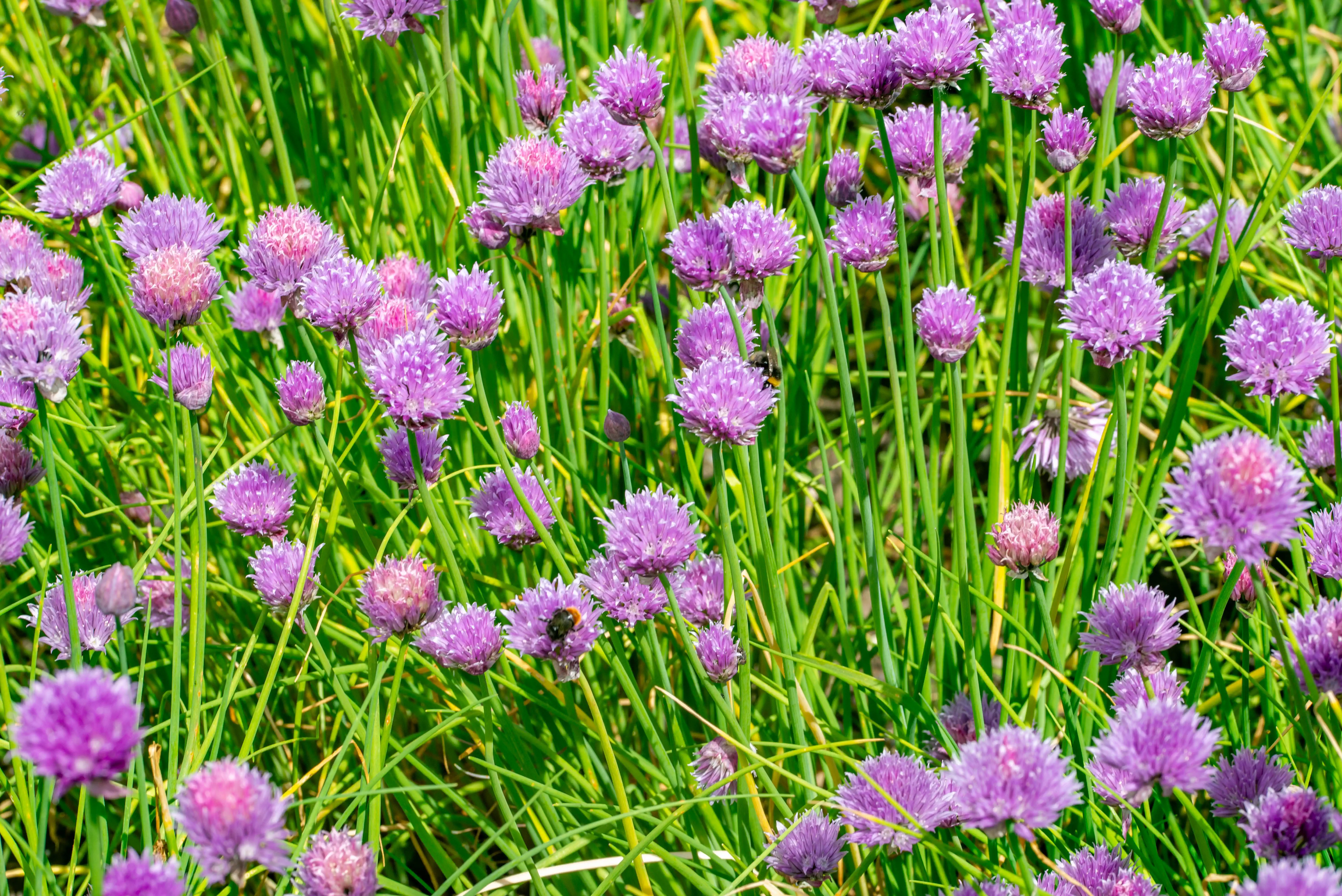 Close-up of many small, spherical purple chive flowers with delicate petals, surrounded by slender green stems. Bees are visible on some of the flowers.