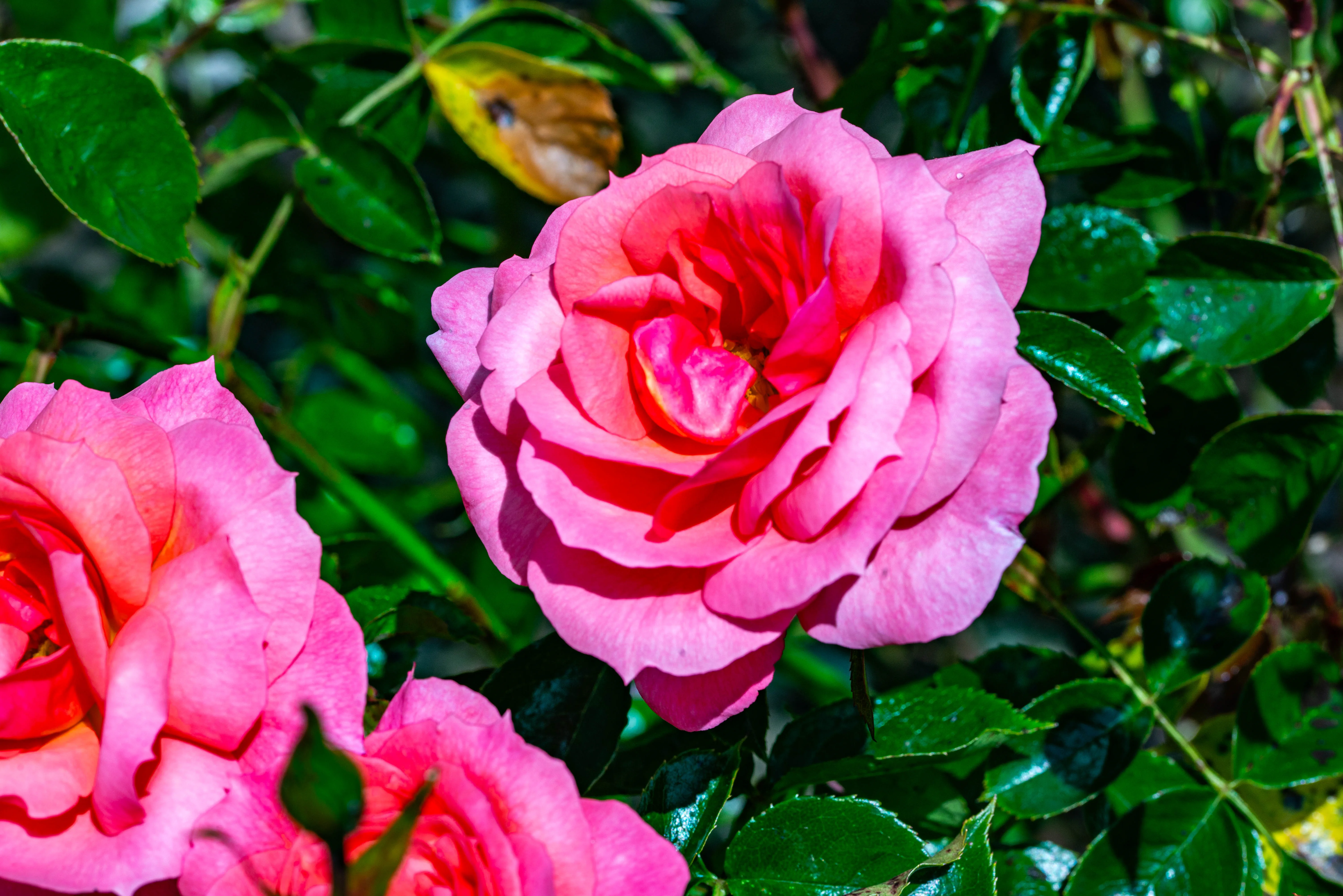 A macro photograph of several pink roses with layered petals. The central rose is in sharp focus, displaying shades of pink and coral. The background consists of dark green leaves, some of which show signs of yellowing.