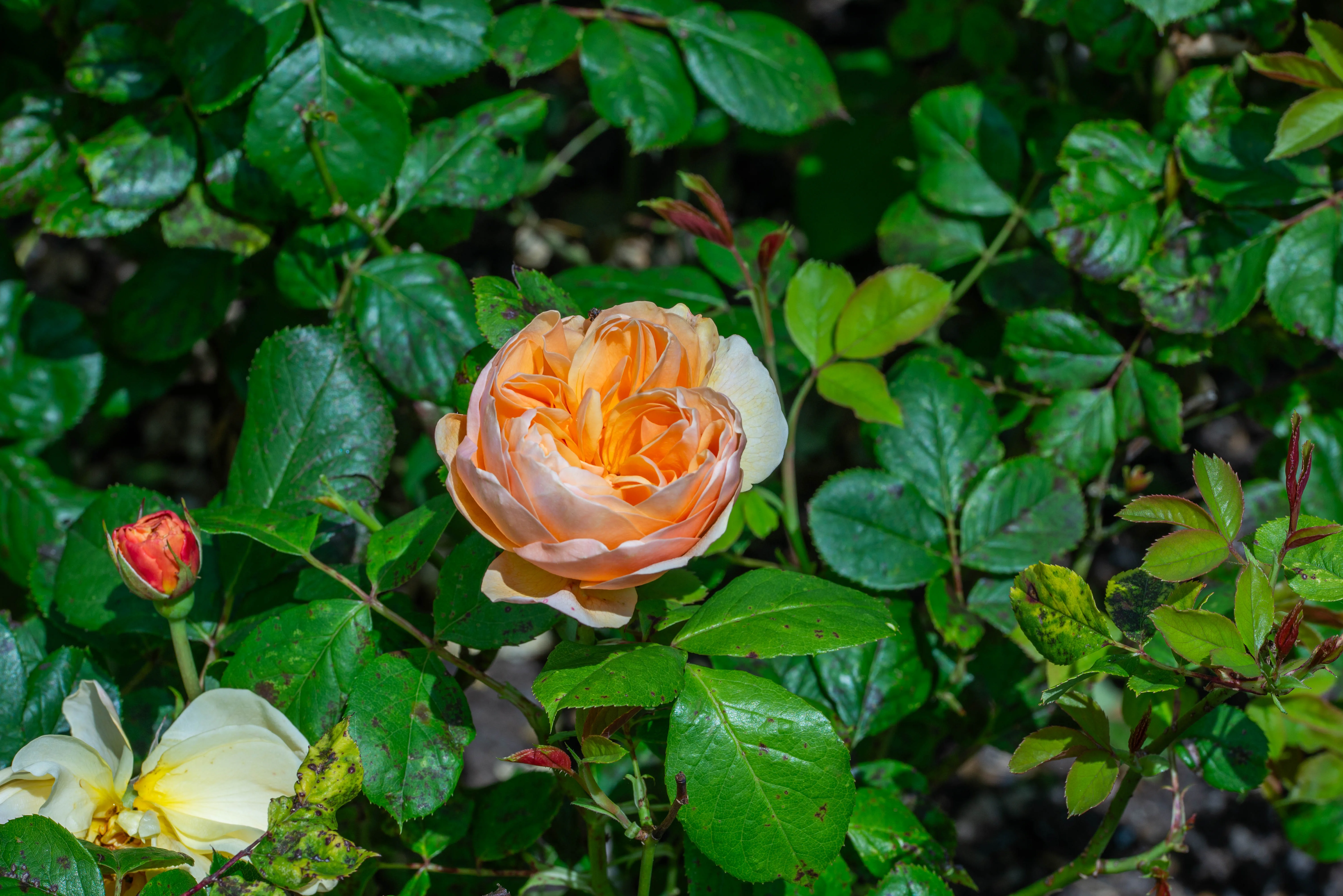 A close-up photograph of a peach-coloured rose in full bloom. The rose has many densely packed petals and a warm, peachy hue. Around it are green rose leaves, some with dark spots, and a few rosebuds and a pale yellow rose in the lower corner.