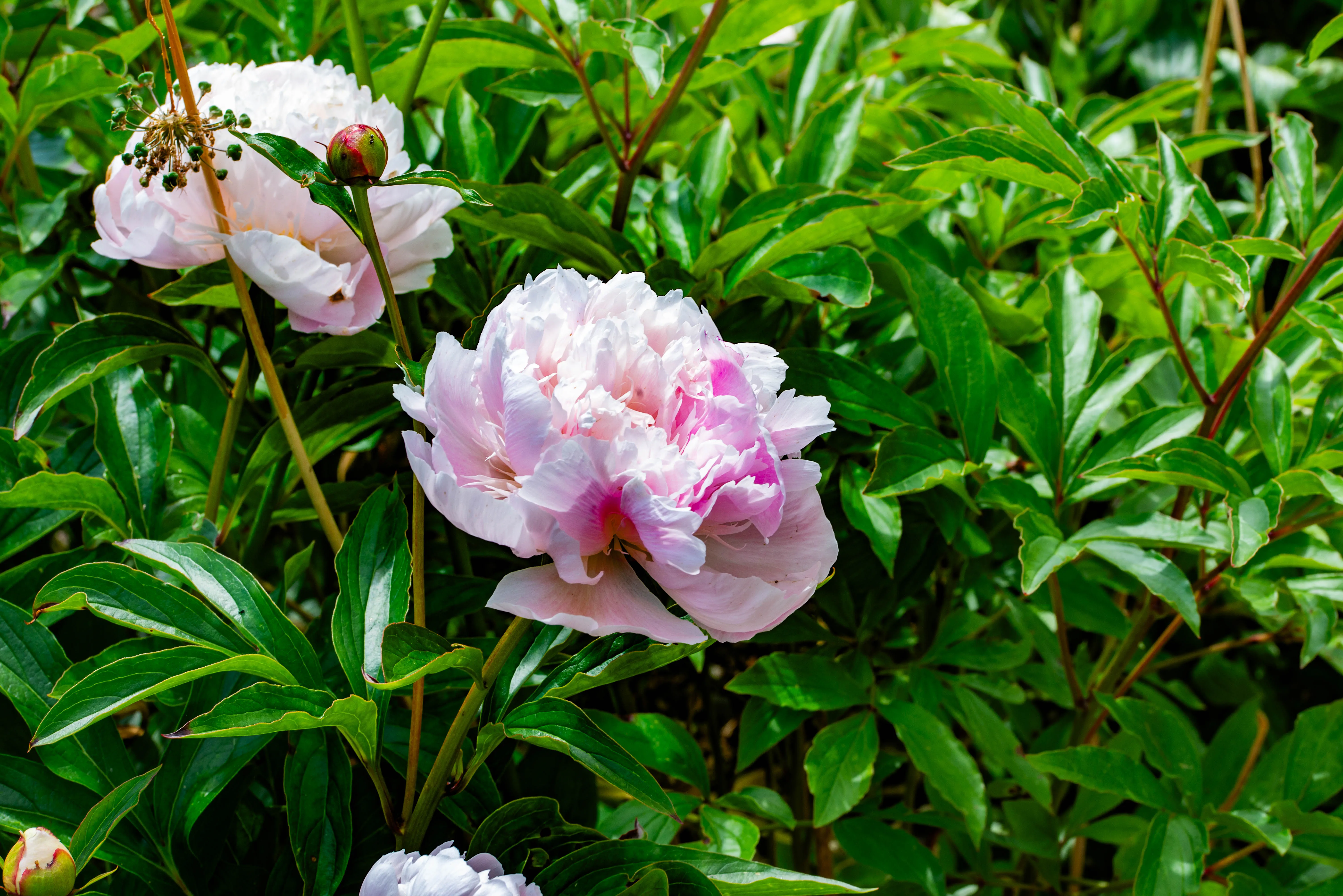 A close-up photograph of several blooming pink peonies with lush green leaves in the background.
