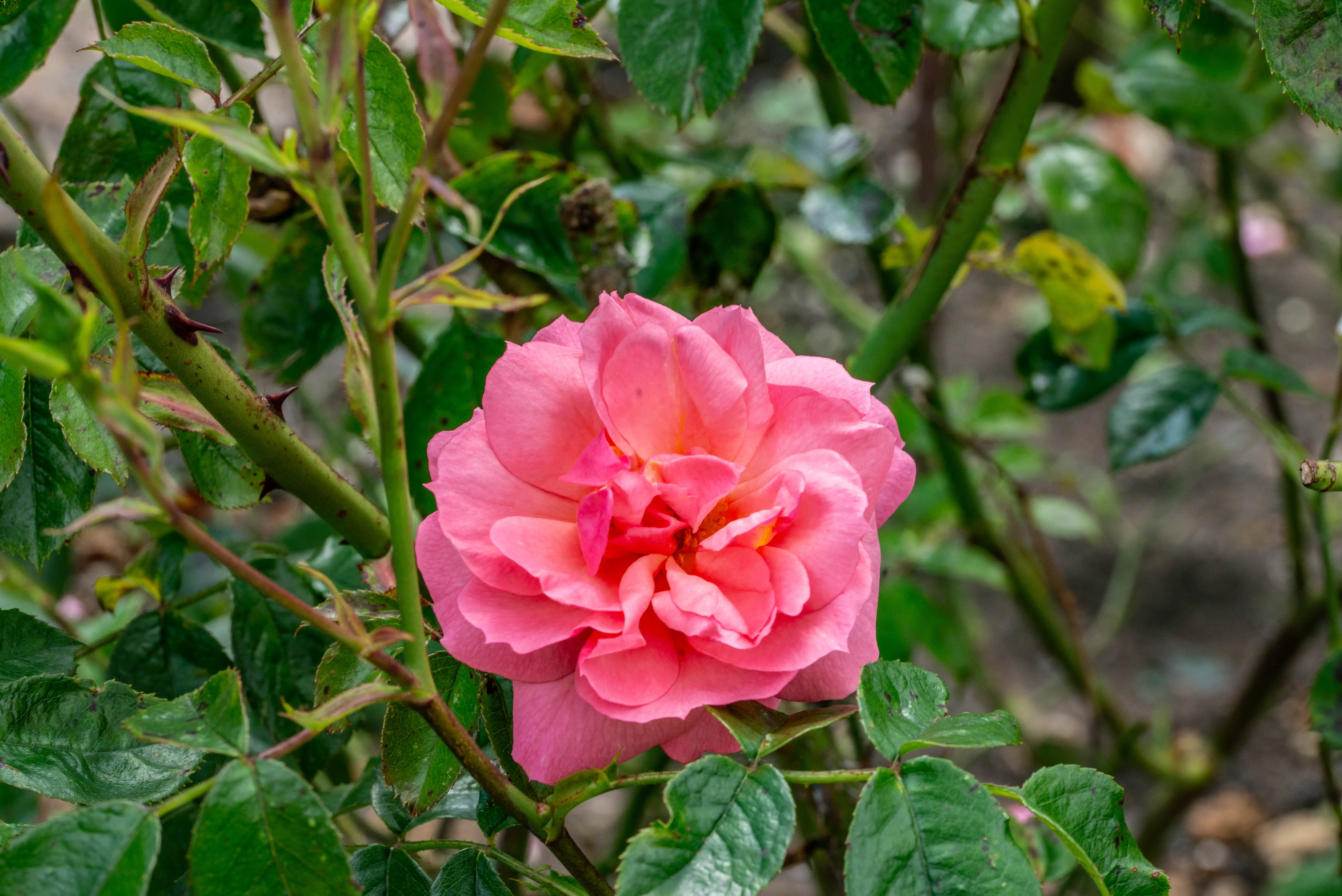 A close-up photograph of a single, fully open pink rose with layered petals. The flower is surrounded by green leaves and thorny stems.