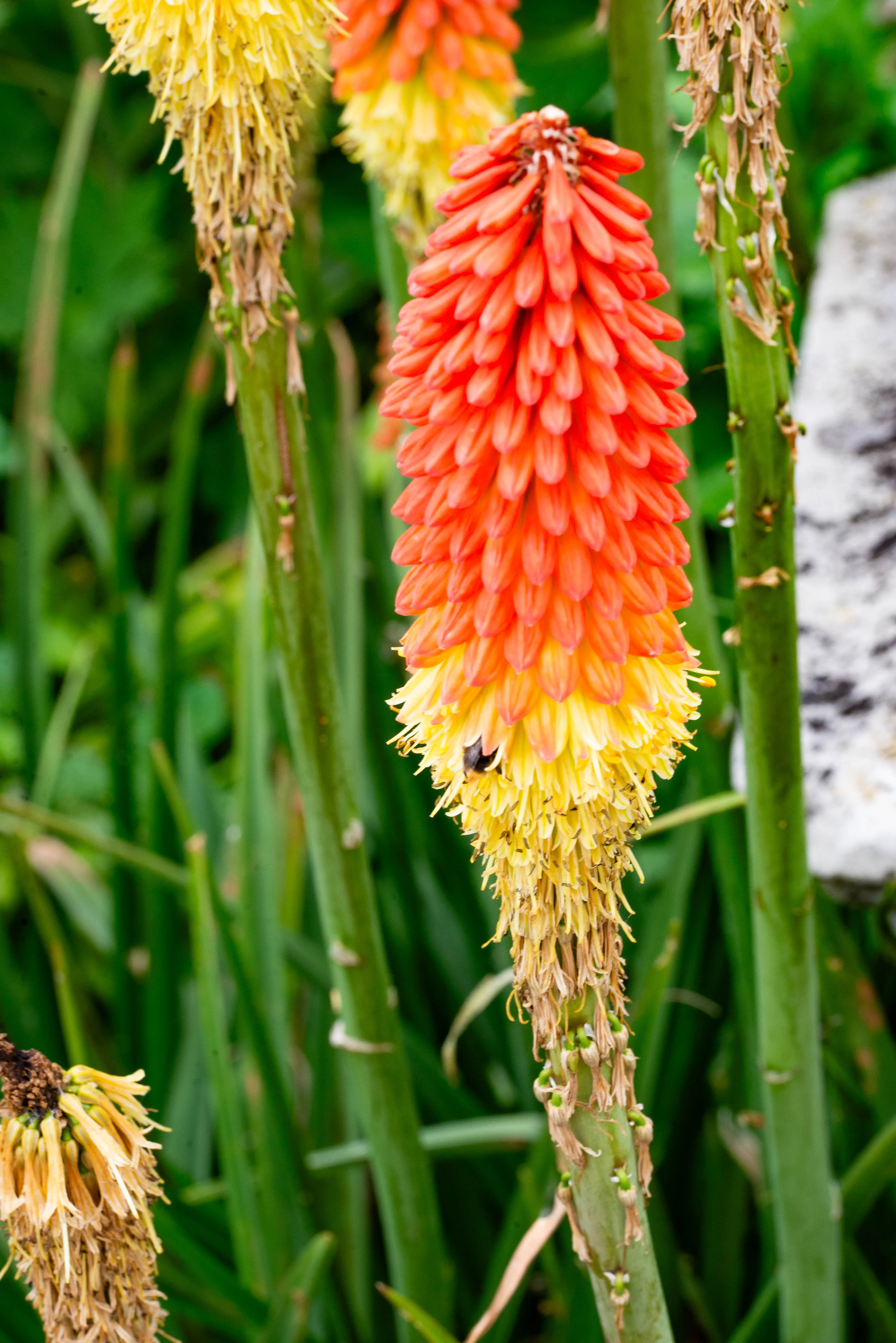 A detailed photograph of a red and yellow Red Hot Poker flower spike with a bee.
