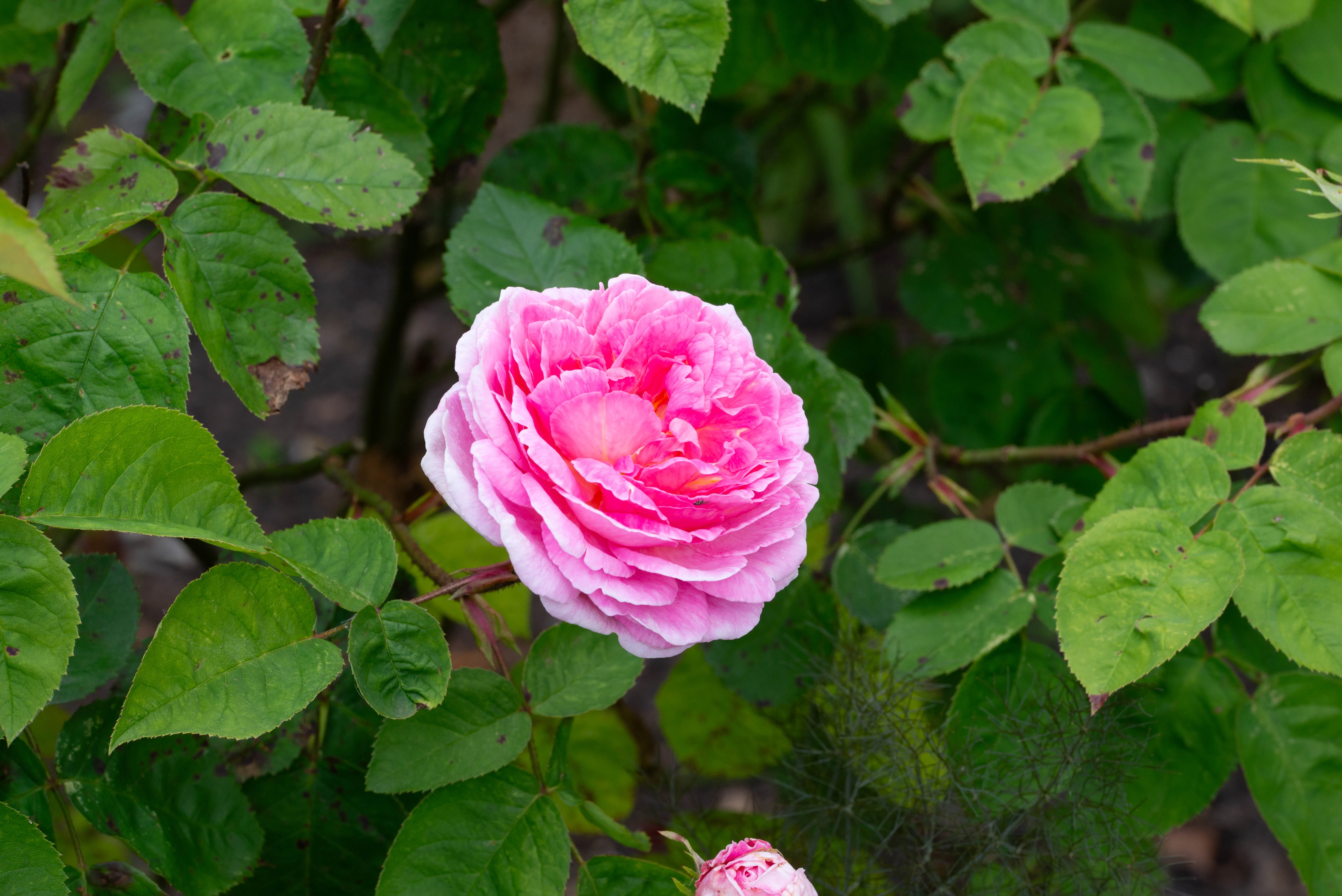 A bright pink, multi-petaled rose in full bloom, set against a backdrop of dark green rose leaves.