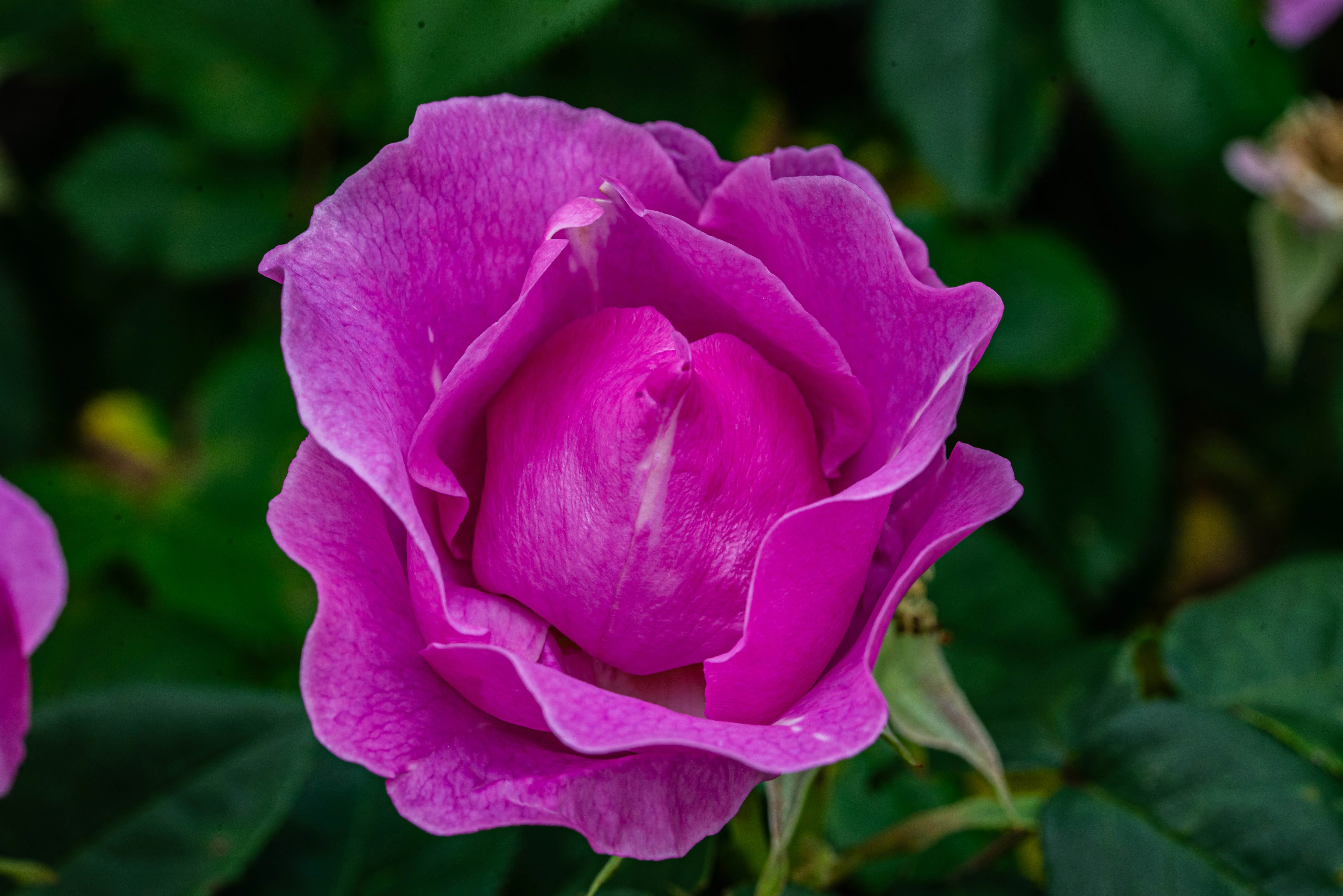A vibrant pinkish-purple rose with many layered petals. The background is filled with soft green leaves.
