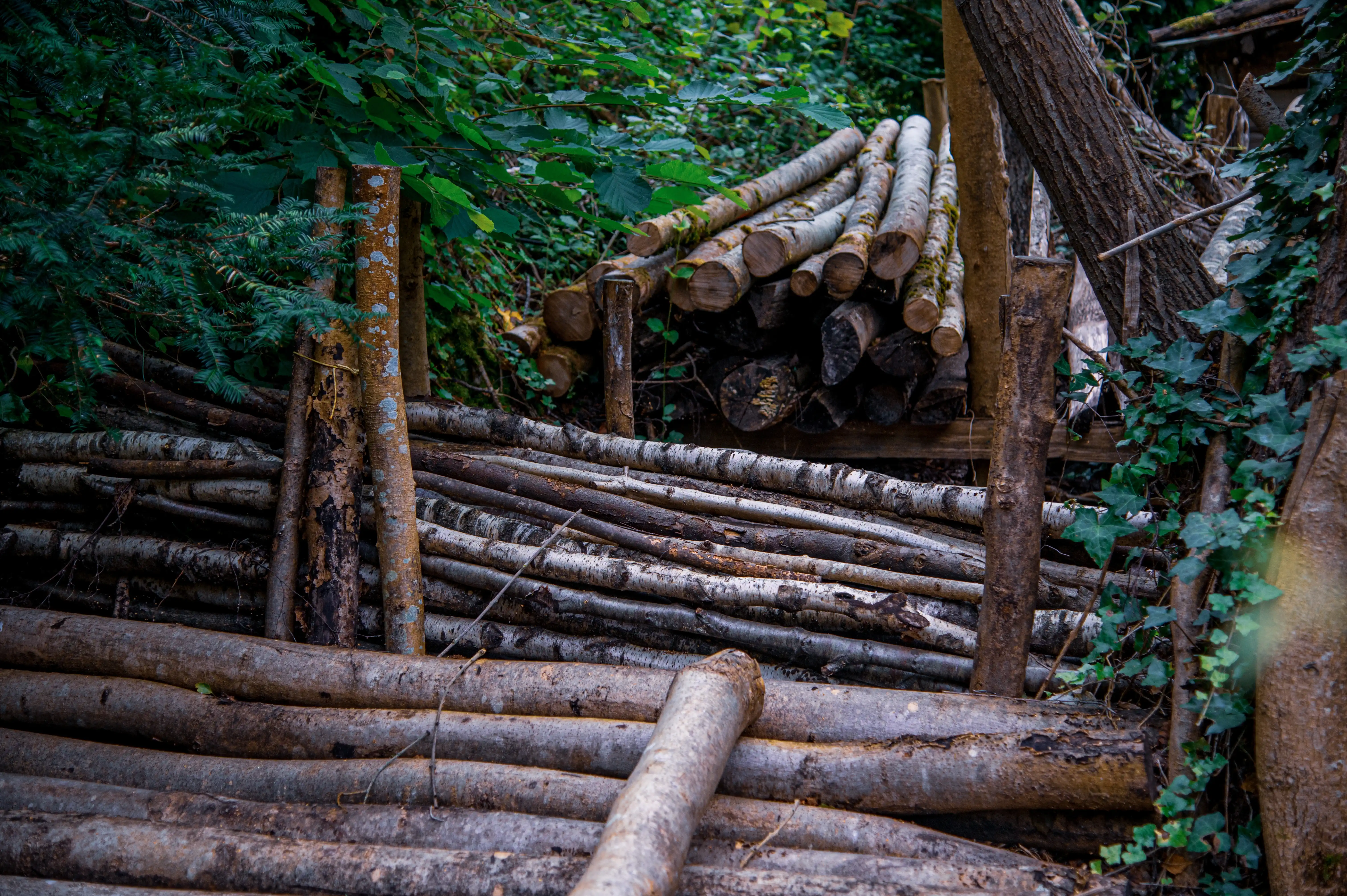 A close-up view of a pile of cut logs of varying sizes, stacked horizontally and vertically. Some logs are supported by vertical wooden posts. Lush green foliage and trees surround the woodpile, creating a natural, woodland setting.