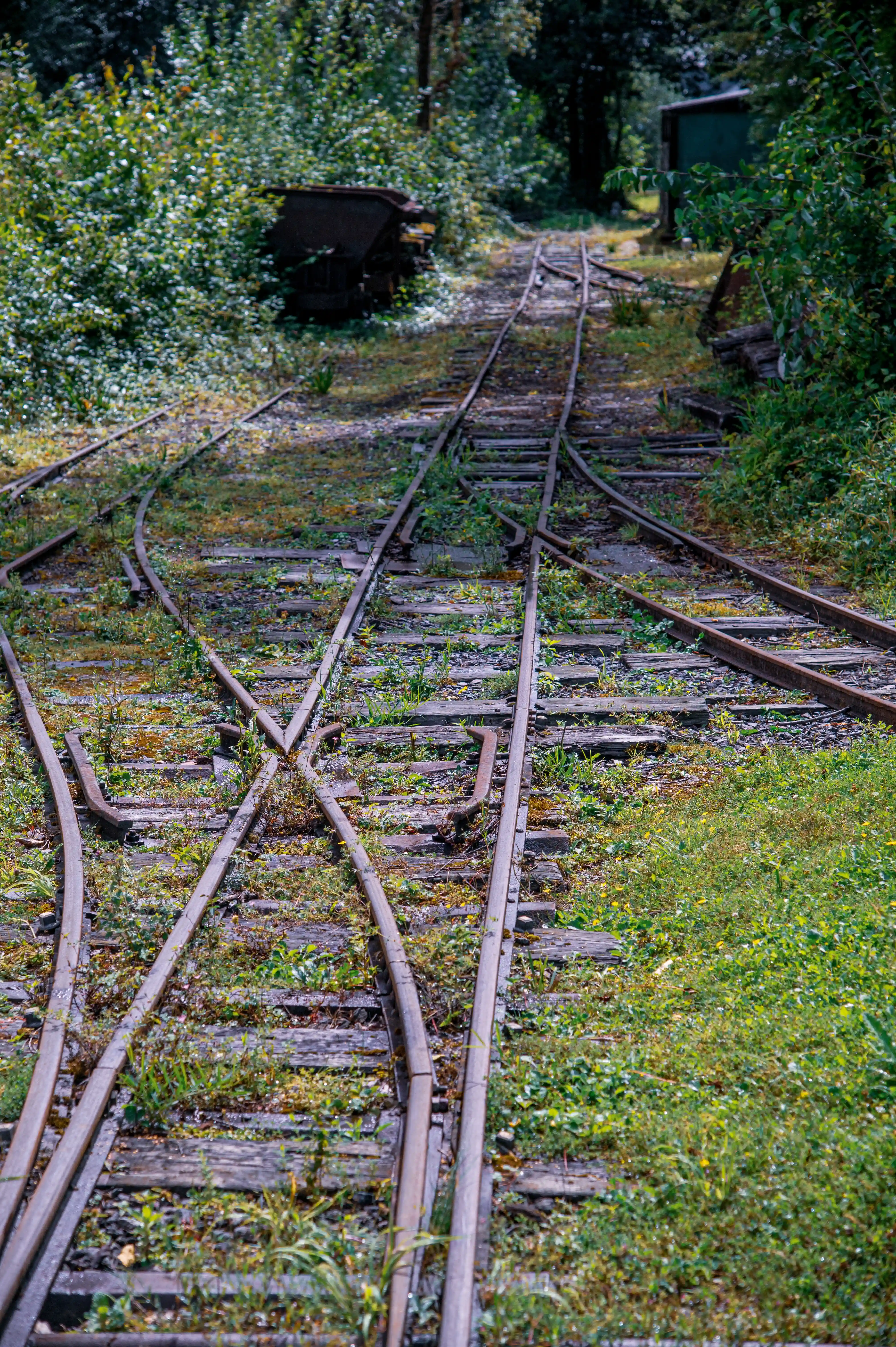 A close-up of a rustic railway junction with intersecting and curving tracks amidst overgrown grass and wildflowers. The tracks have wooden sleepers and weathered metal rails. A small green shed and dense foliage are visible in the background.
