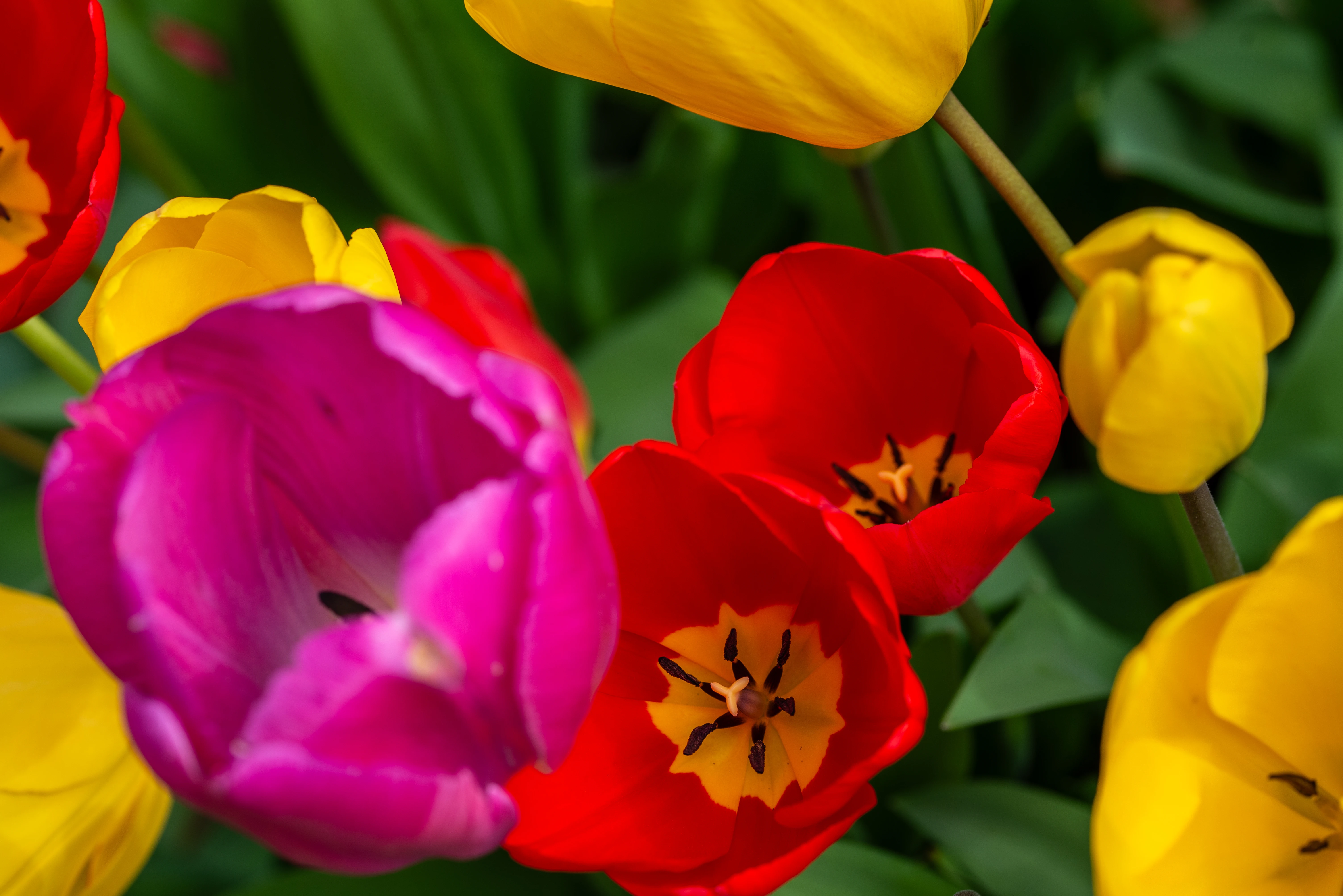 A close-up view of several blooming tulips, with a prominent fuchsia tulip in the foreground, surrounded by red and yellow tulips, all set against a blurred green background.