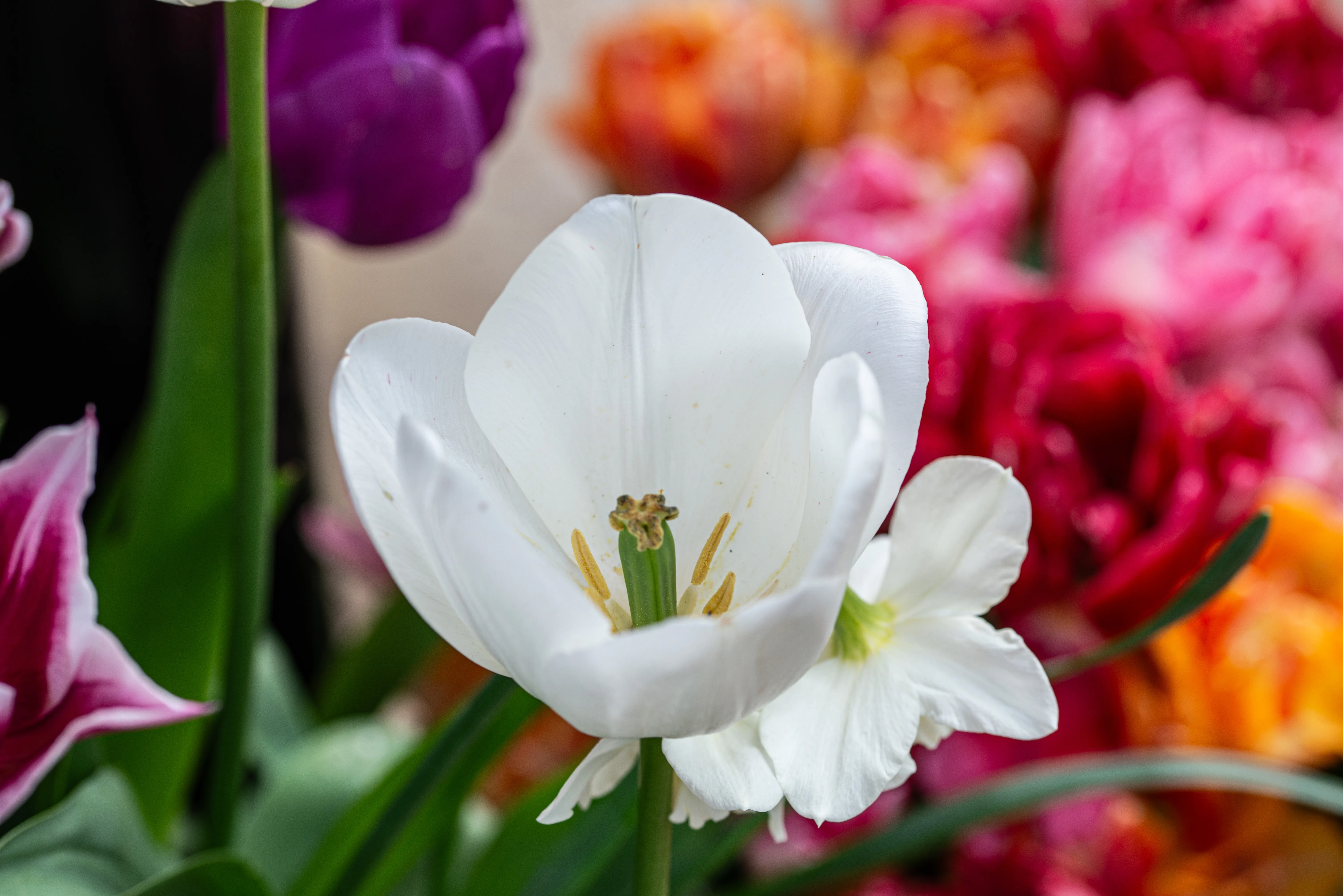 A white tulip in full bloom, showing its inner reproductive parts, is captured in sharp focus with a colourful and blurred background of other tulips.