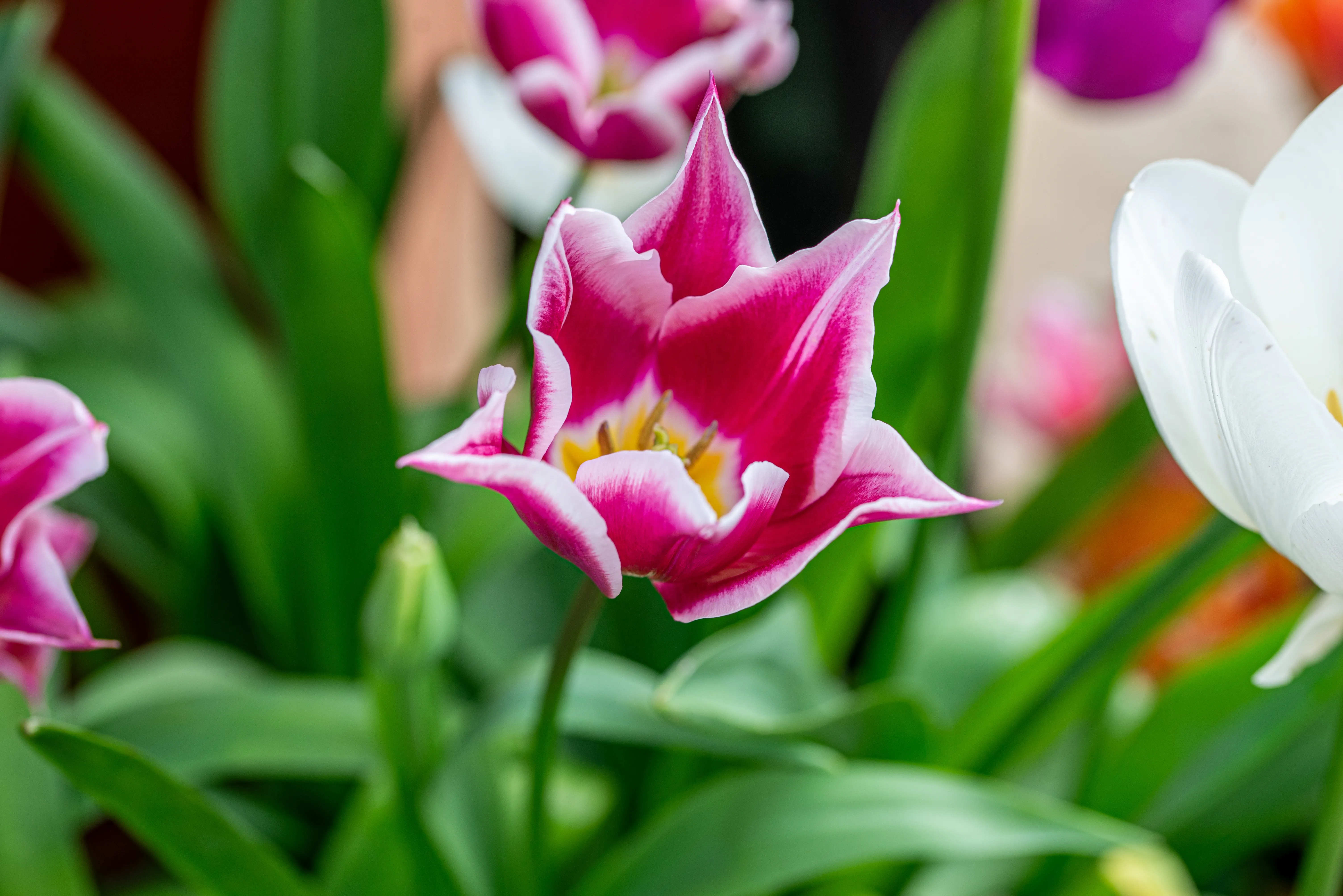 A close-up of a tulip with soft pink petals edged in white. The flower has a bright yellow stamen and is set against a backdrop of green leaves and other tulips in shades of pink, white, and purple.