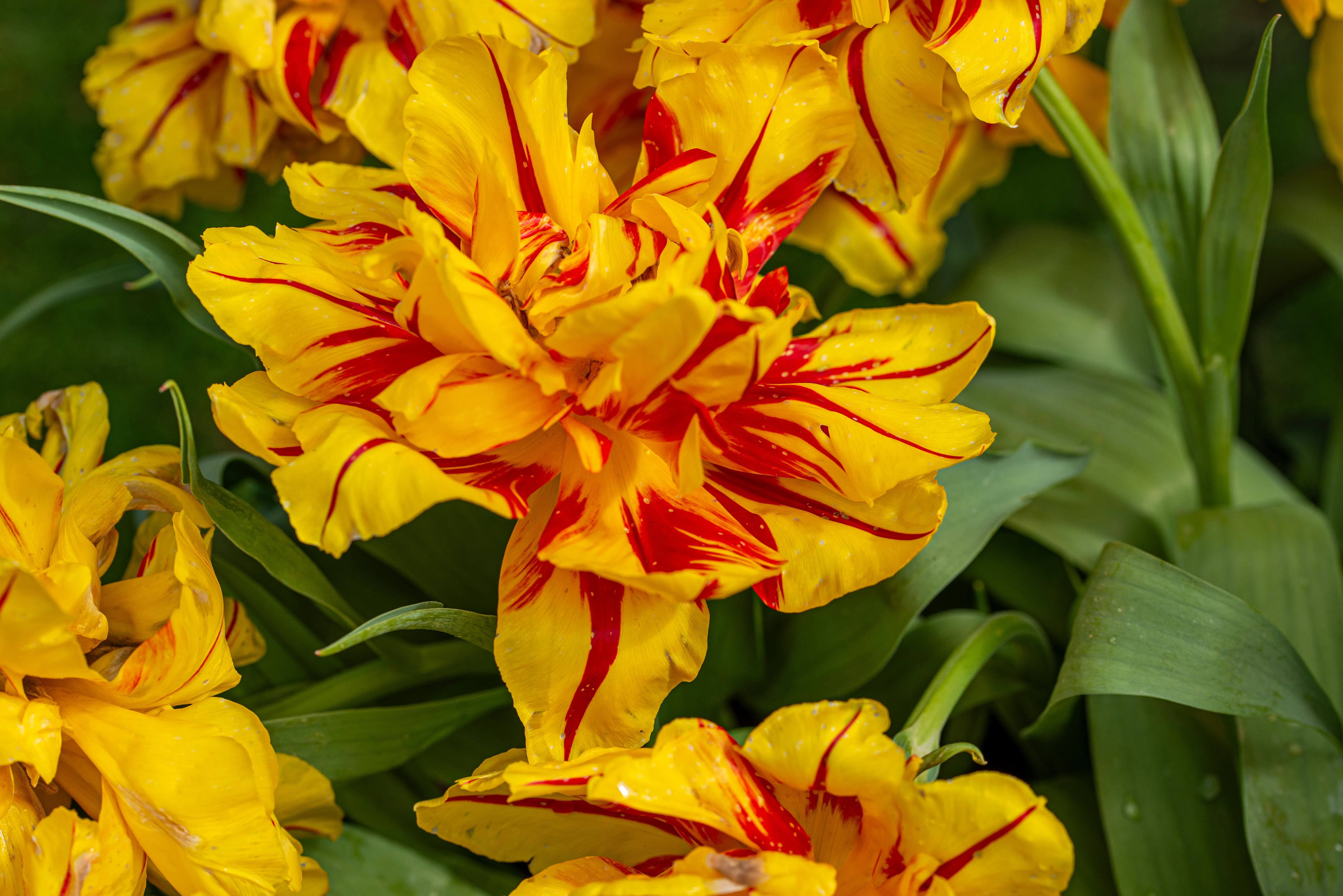 Close-up of a cluster of bright yellow double tulips with bold red streaks, surrounded by green foliage.