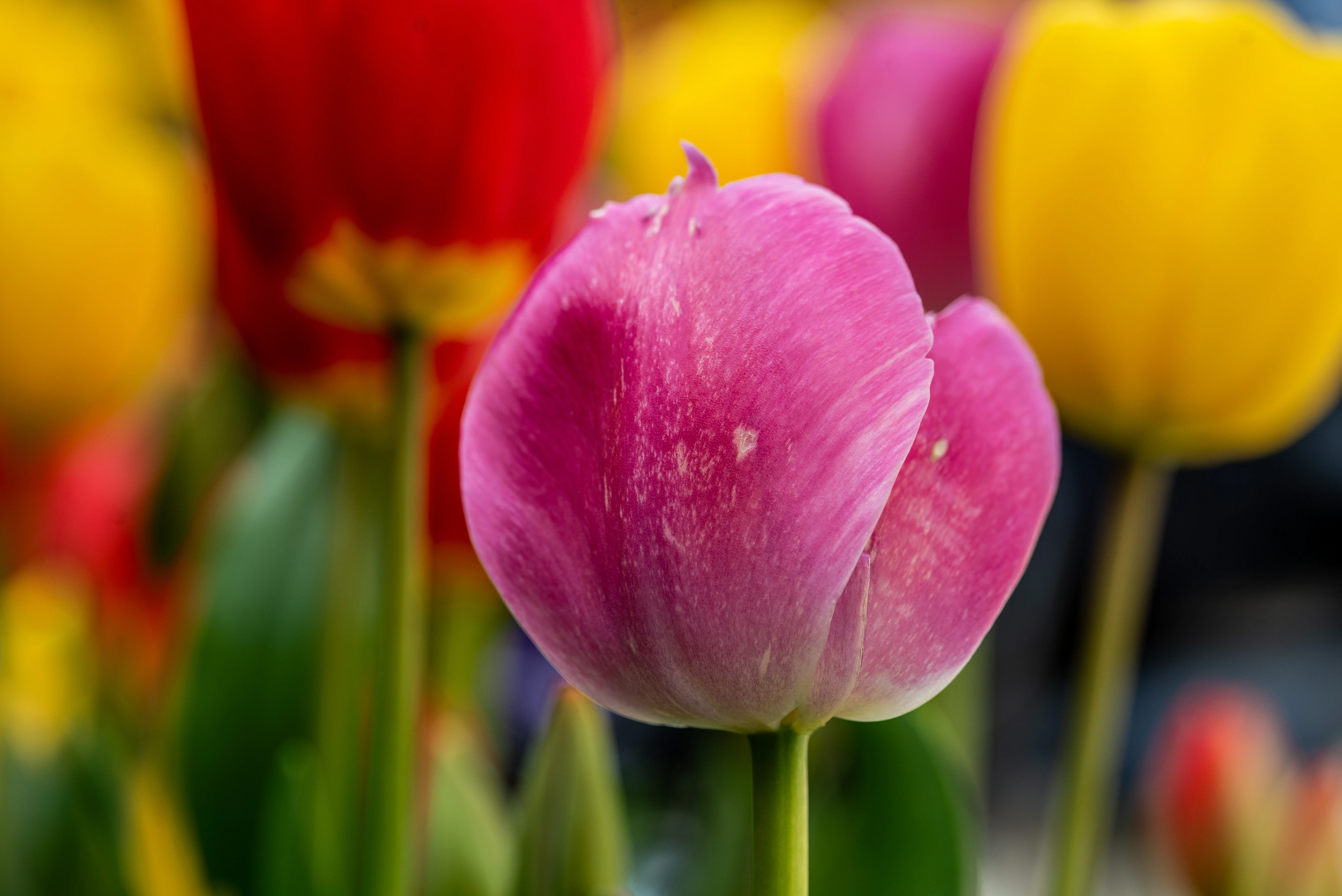 Close-up of a pink tulip in the foreground with blurred red and yellow tulips in the background.